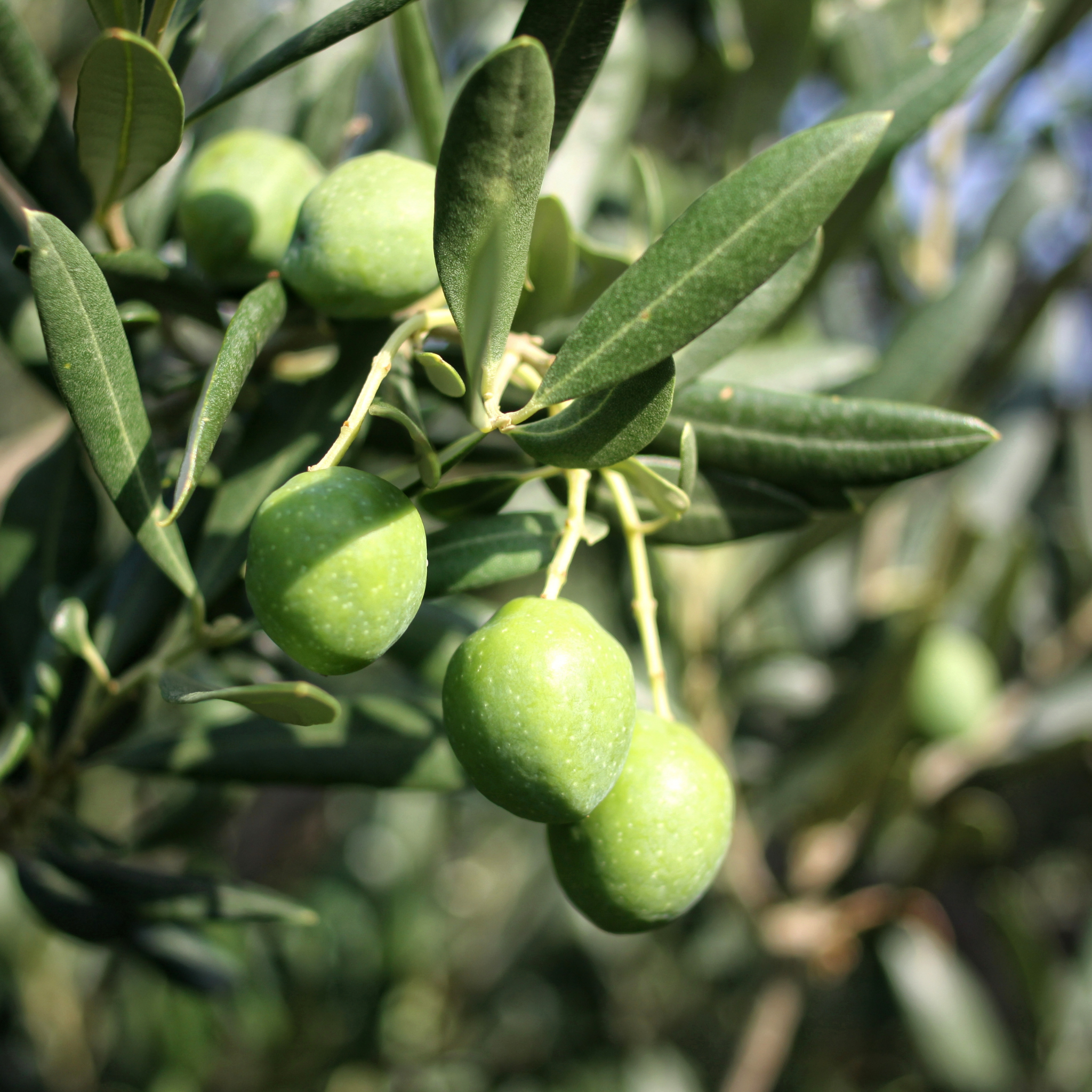 Paragon Olive Tree - Olea europaea Paragon