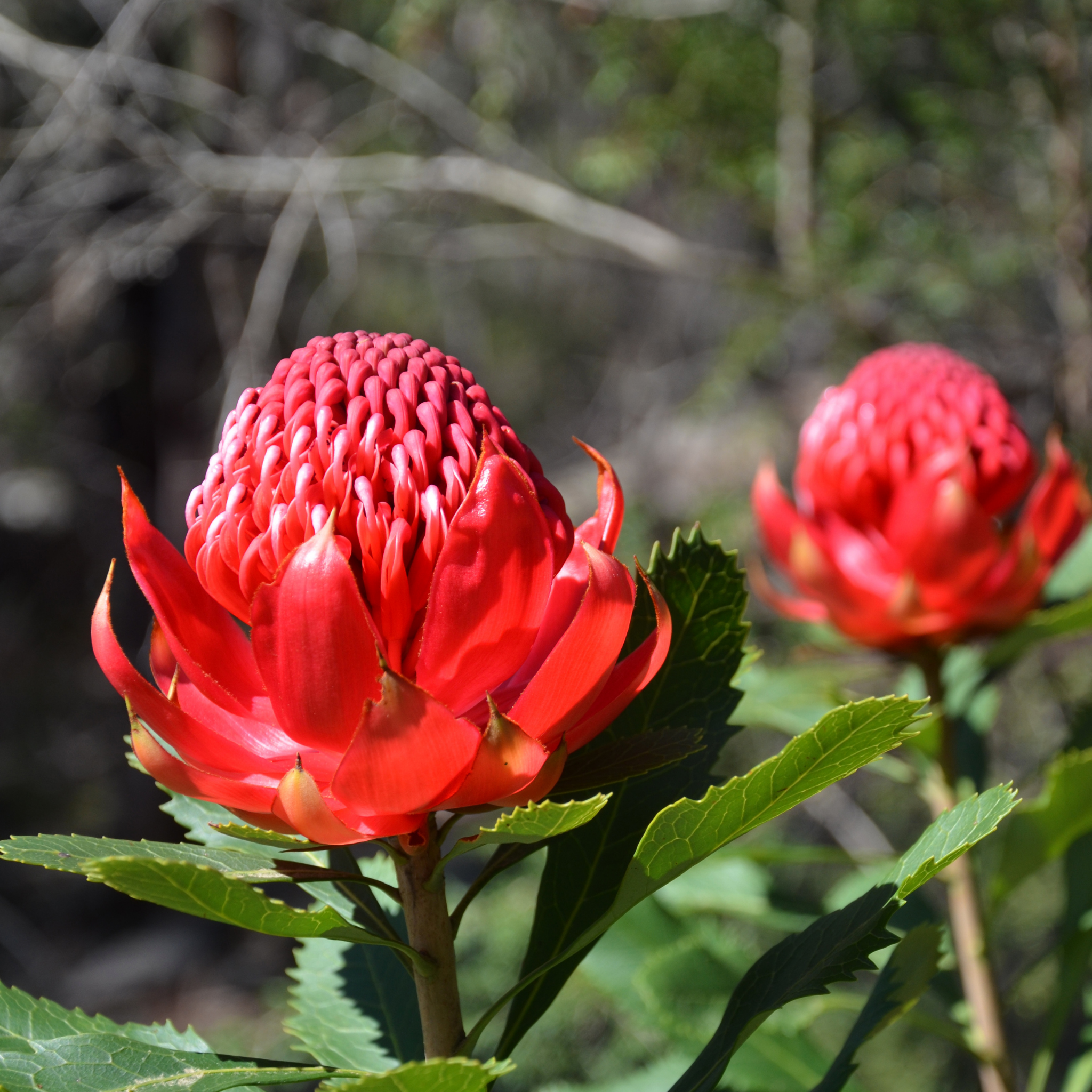 Waratah Gembrook - Telopea hybrida Gembrook