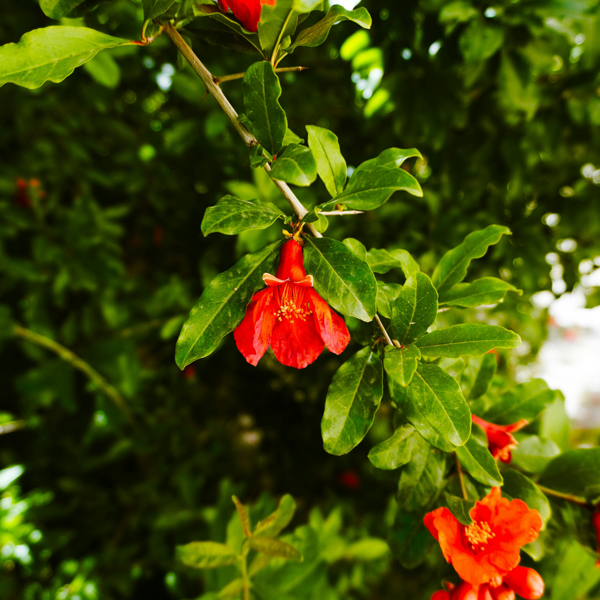 Pomegranate Tree - Punica granatum Wonderful