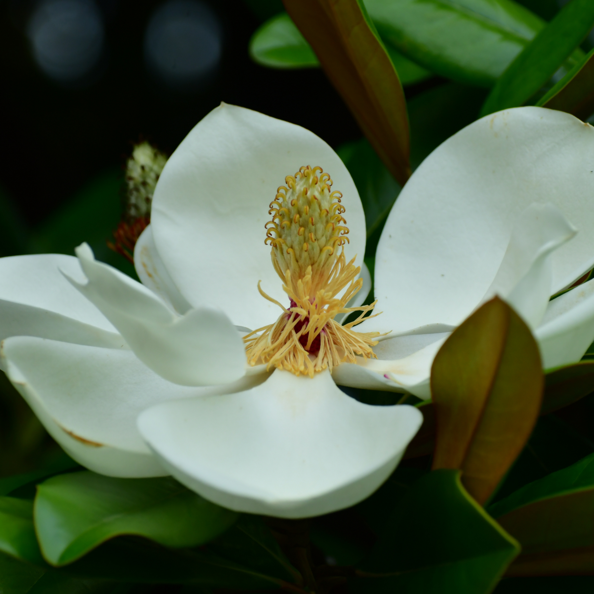 Magnolia Little Gem - Magnolia grandiflora Little Gem