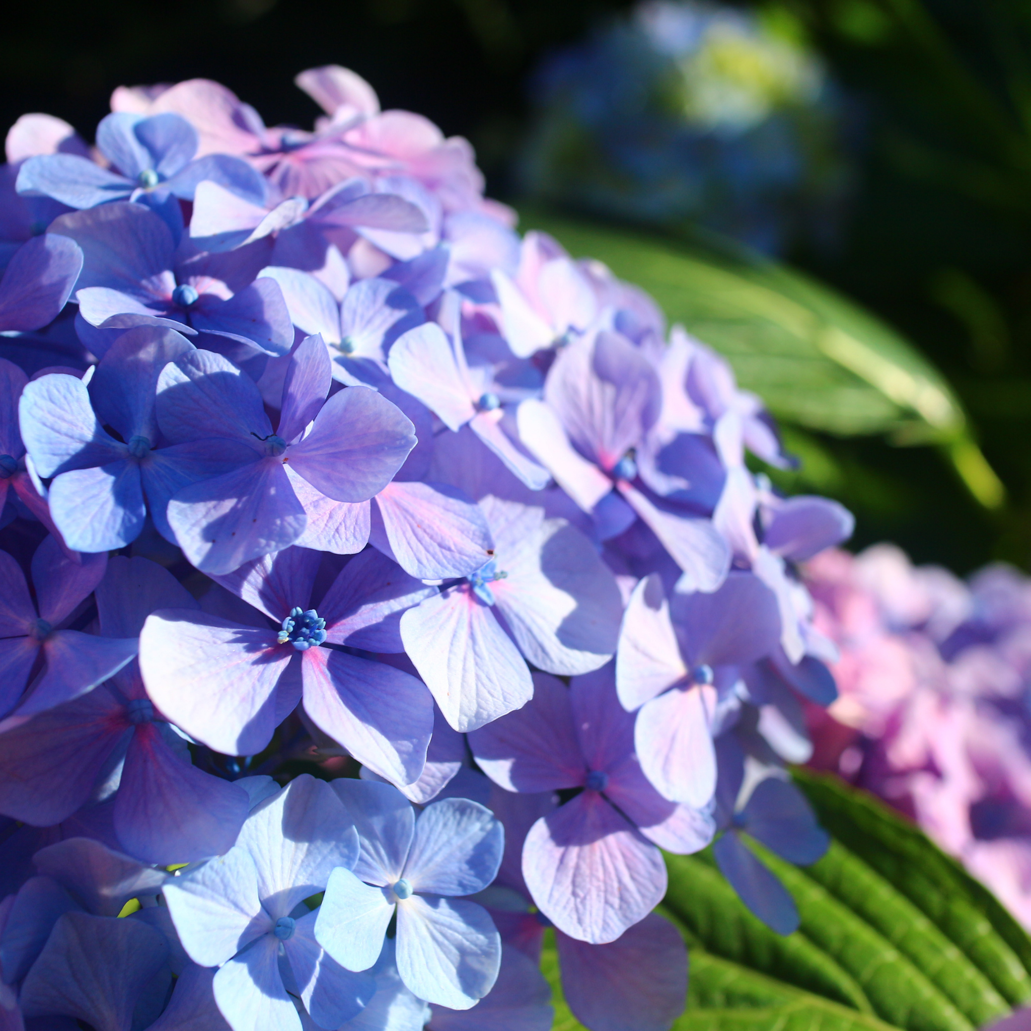 Big Leaf Hydrangea - Hydrangea macrophylla