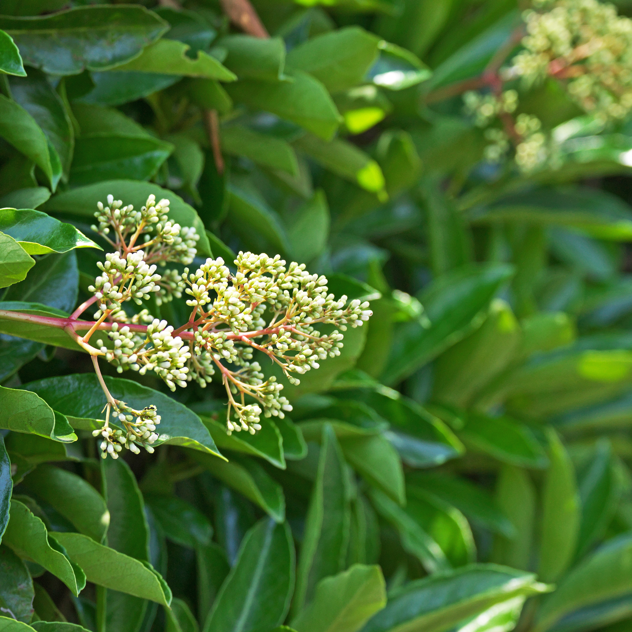 Close-up of green leaves and small buds on a plant