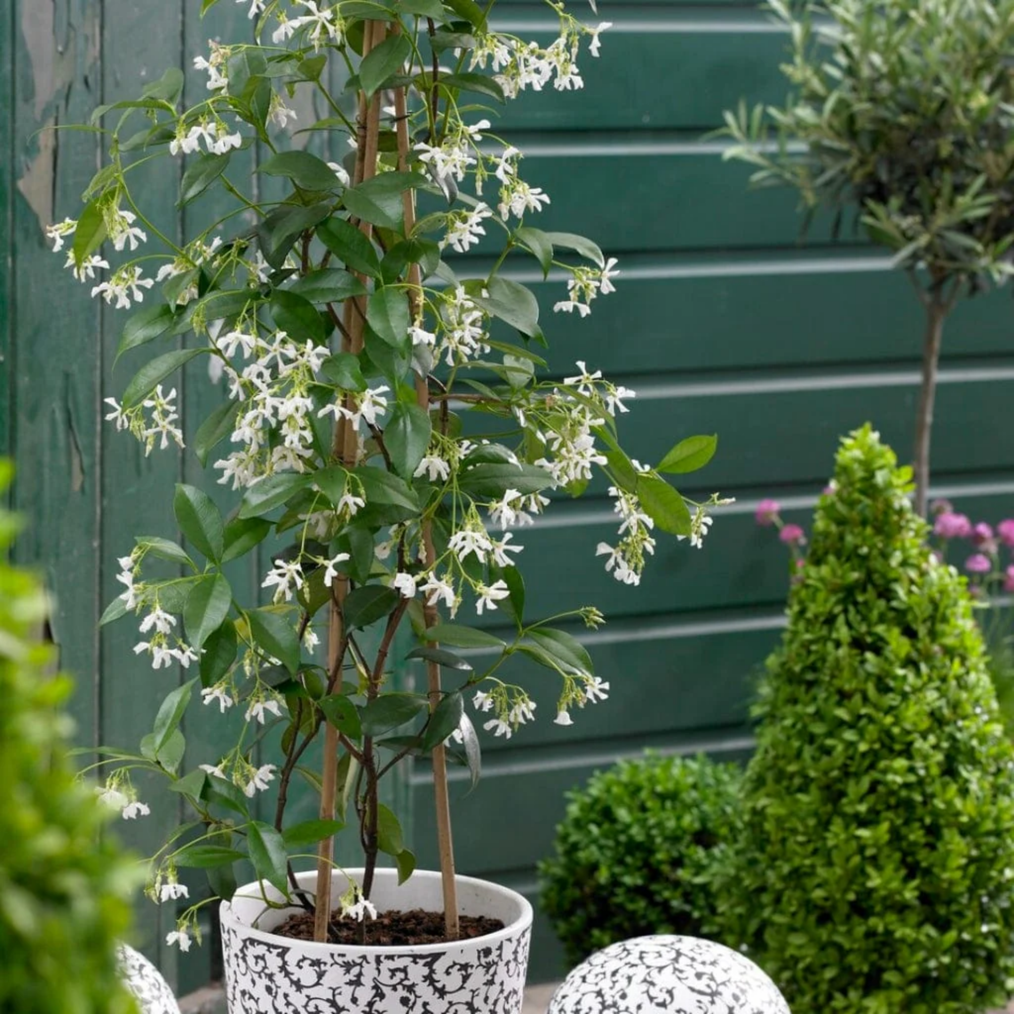Chinese Star Jasmine - Trachelospermum jasminoides Jessamine