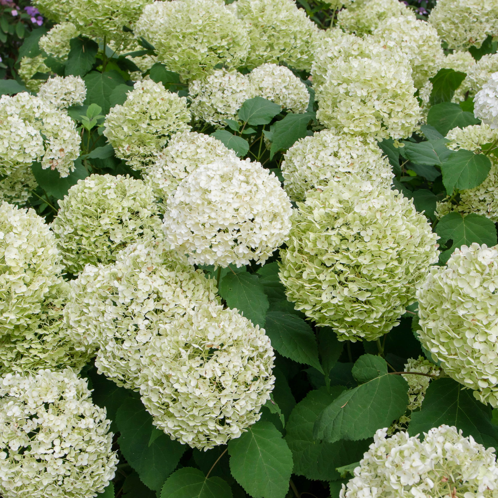 Hydrangea arborescens 'Annabelle' – Smooth Hydrangea