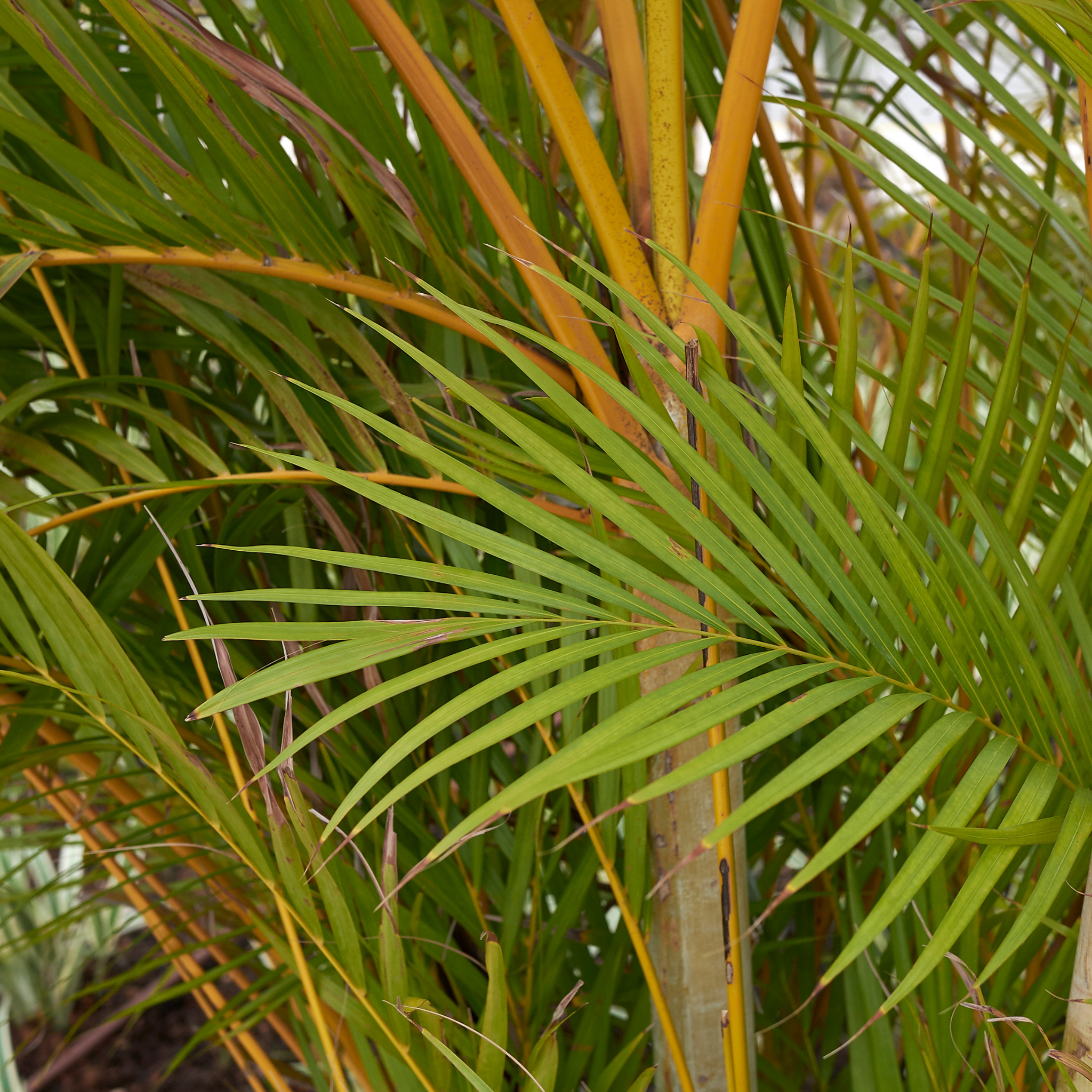 Areca Golden Cane Palm - Dypsis lutescens