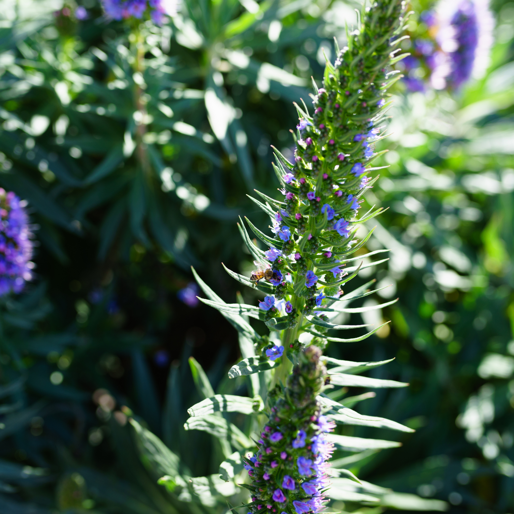 Pride of Madeira - Echium candicans
