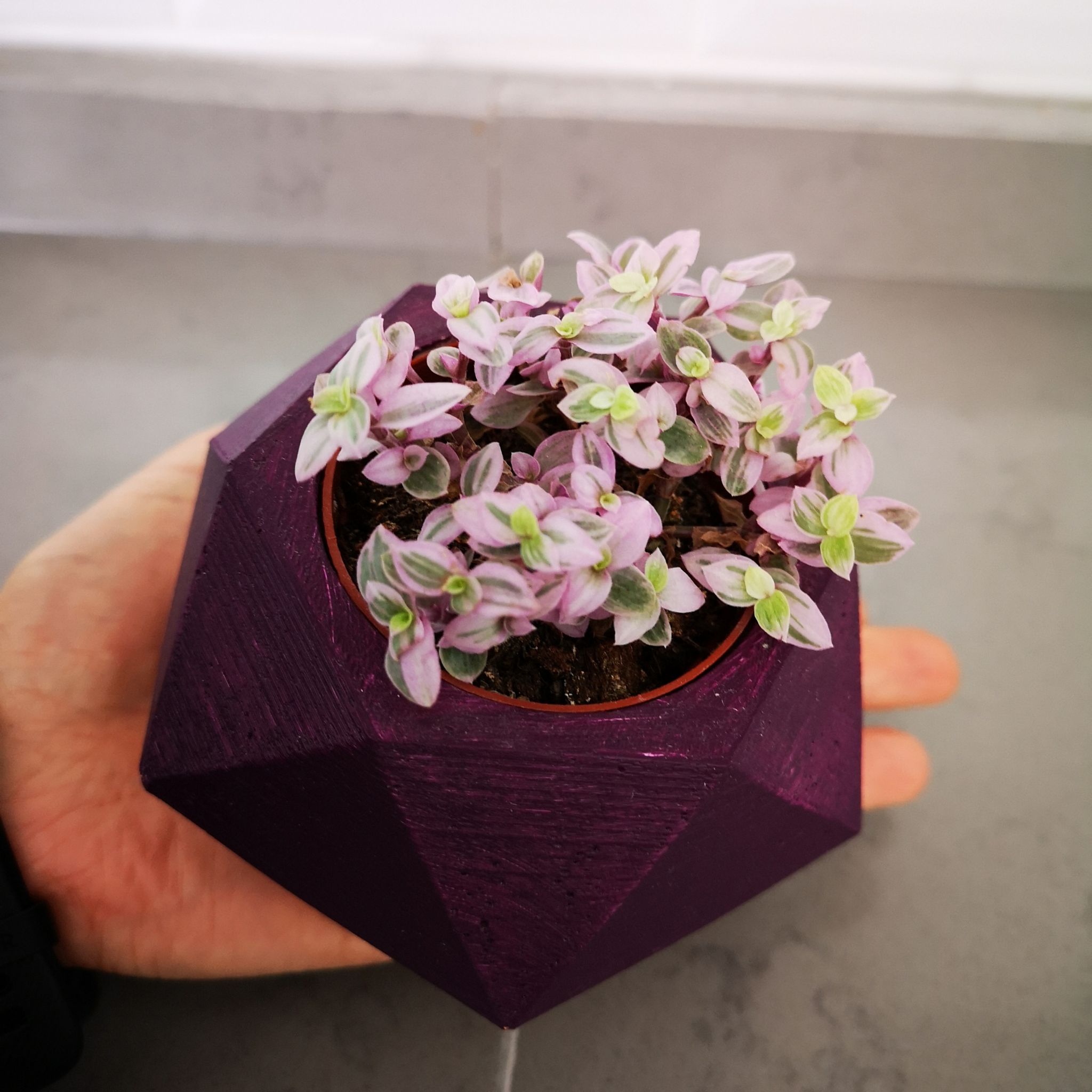 Turtle Vine Pink Panther - Callisia repens Pink Panther