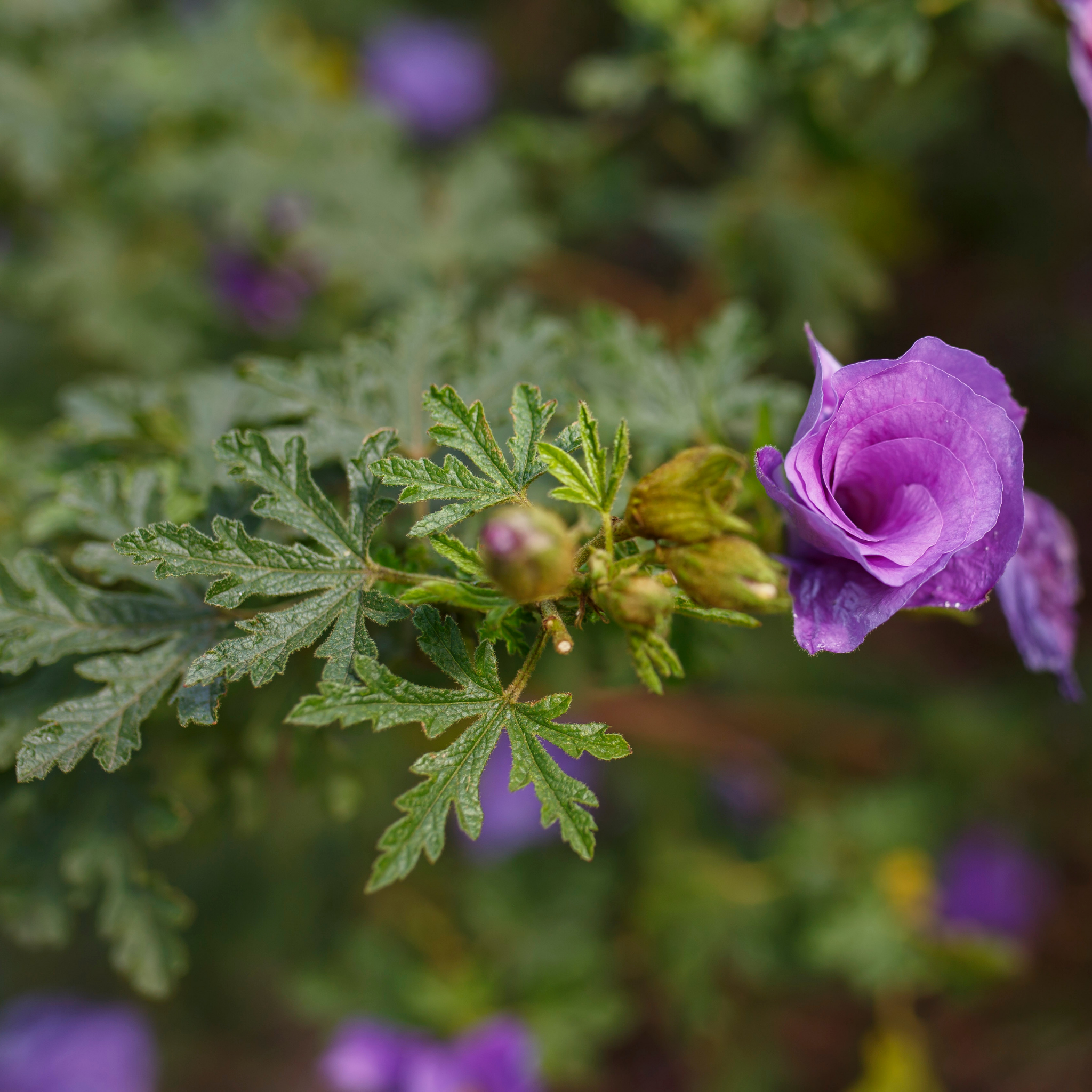 Native Hibiscus - Alyogyne huegelii 'East Coast Gem'