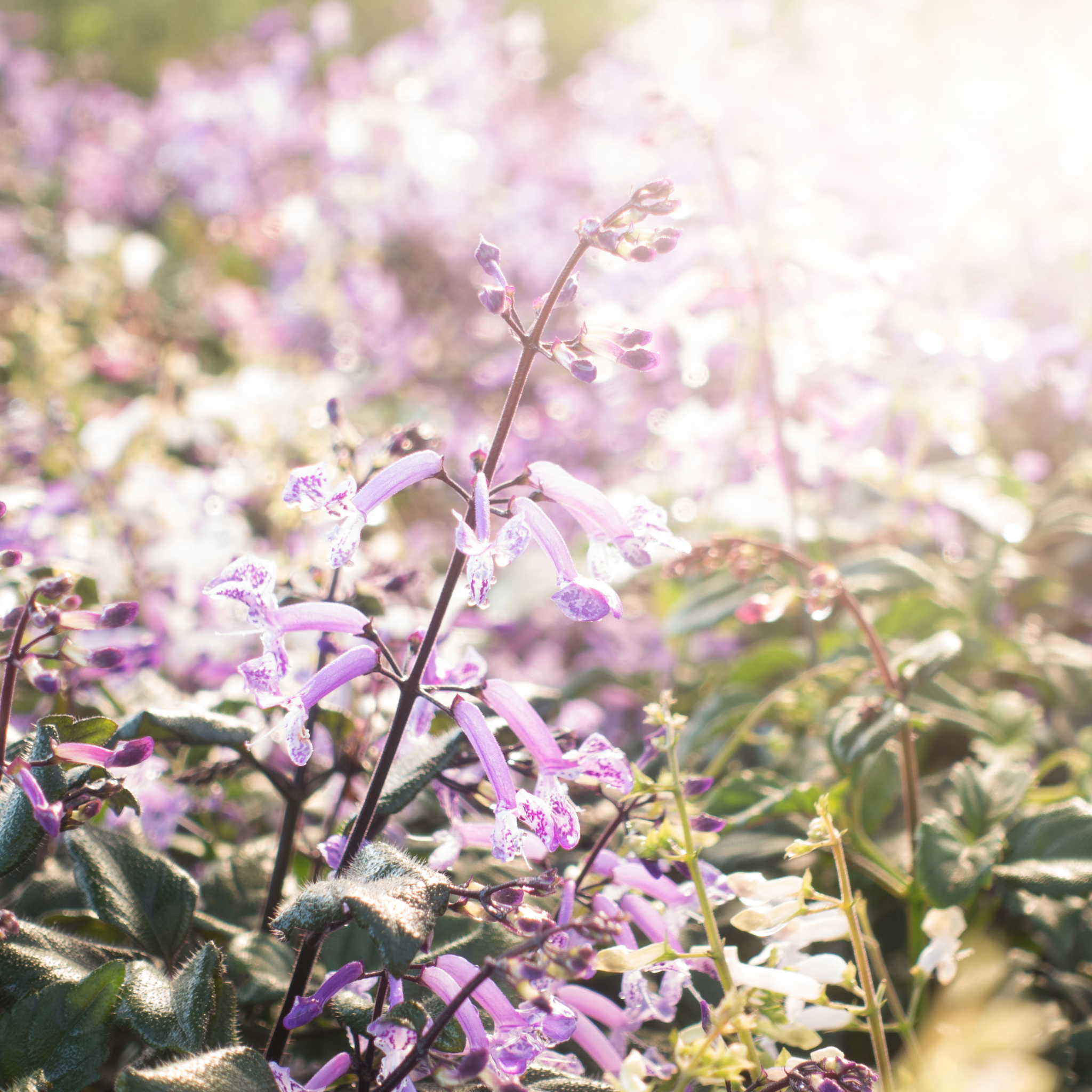 Mona Lavender Spur Flower - Plectranthus hybrida Mona Lavender PBR