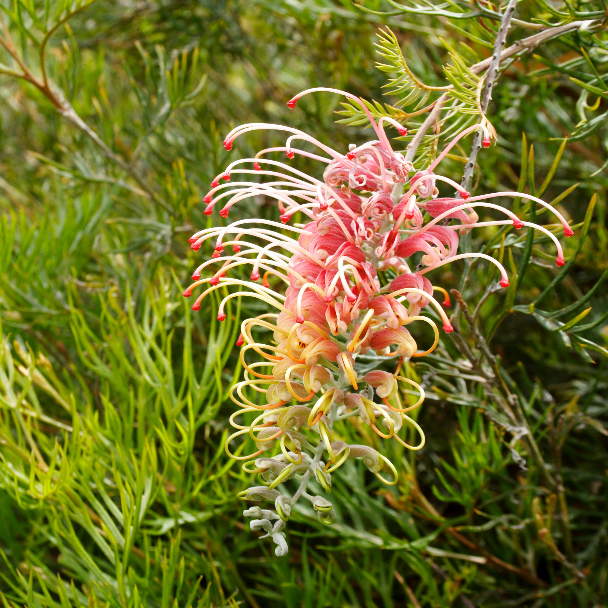 Grevillea hybrida Peaches and Cream