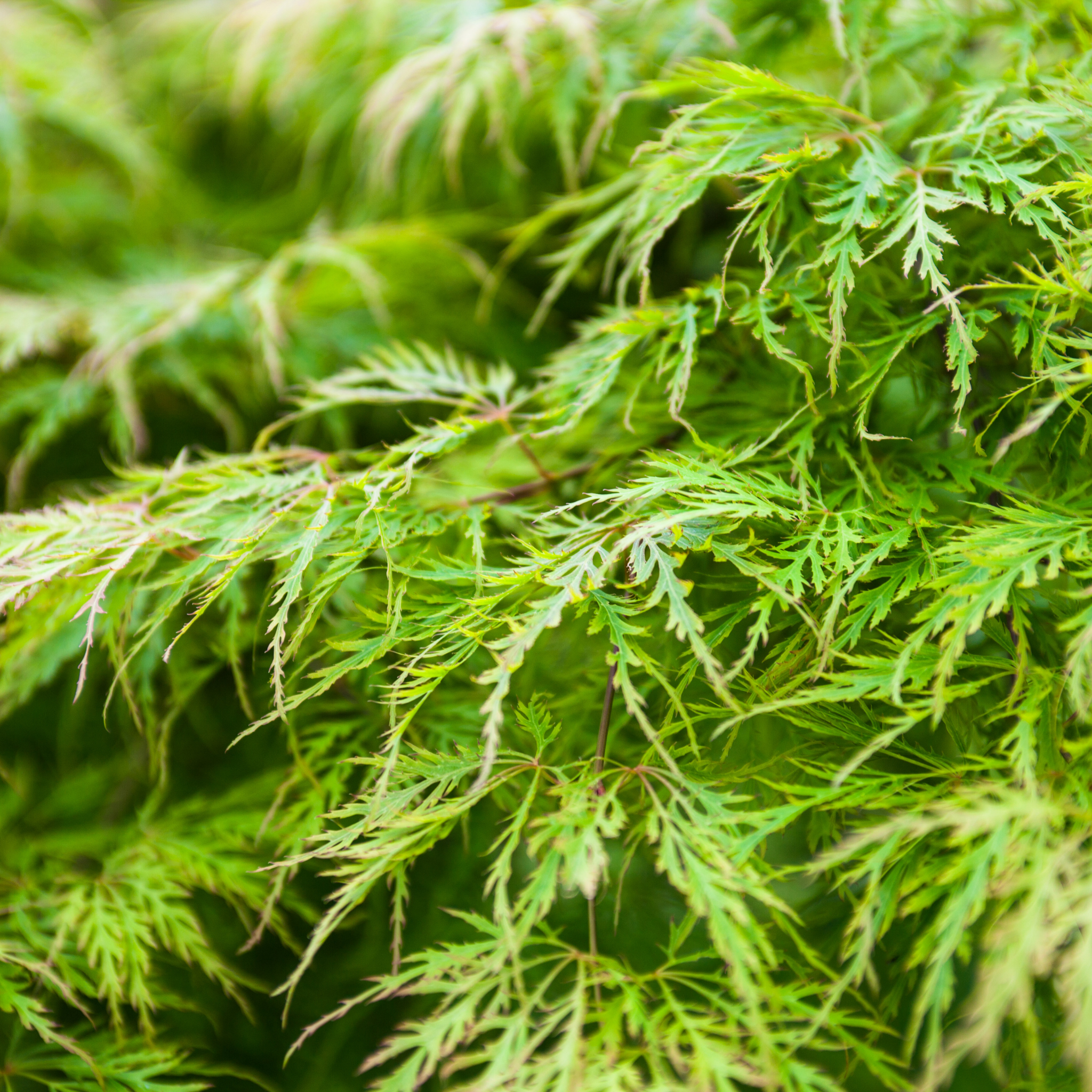 Weeping Japanese Maple Atropurpureum - Acer palmatum Dissectum Atropurpureum