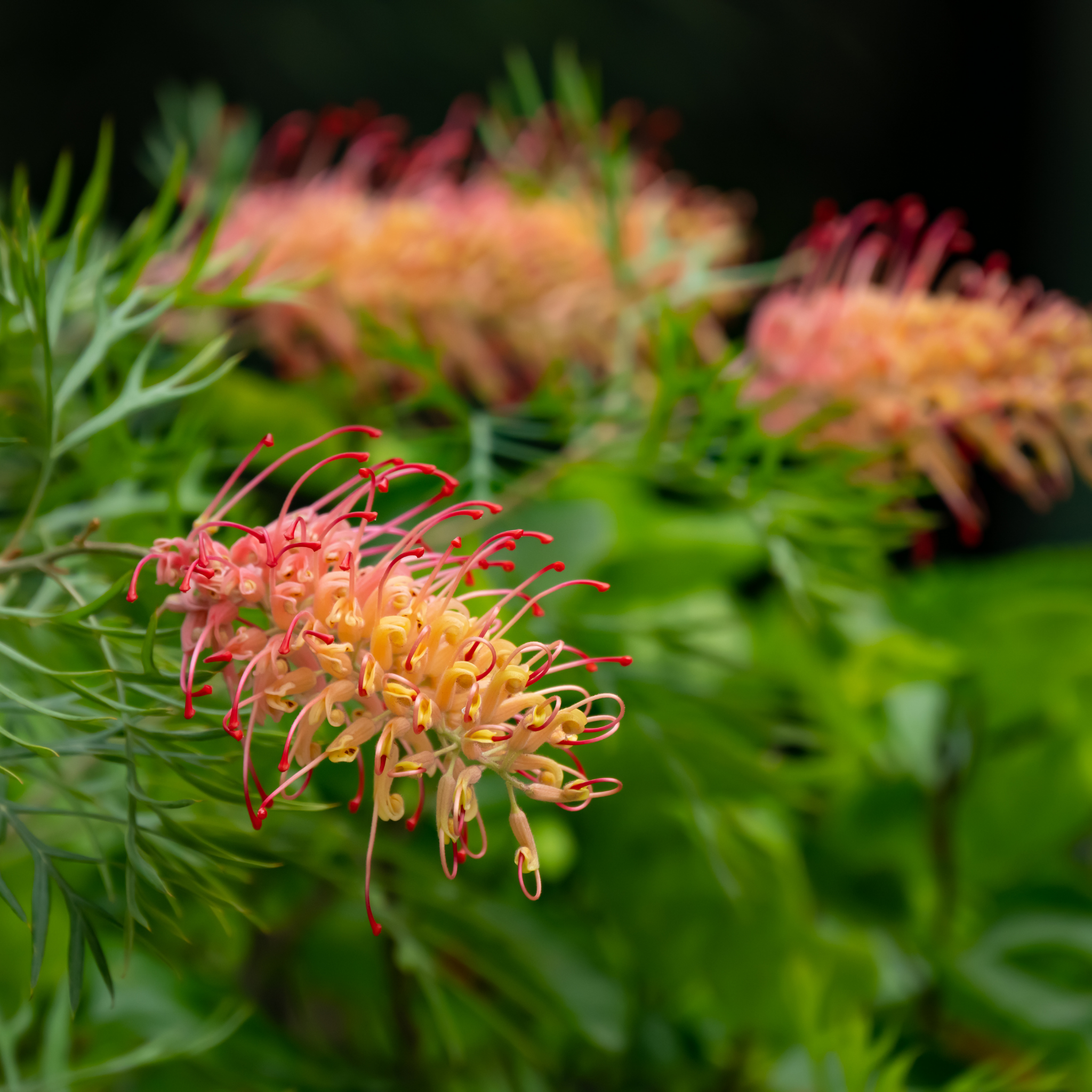 Grevillea 'Superb' - Grevillea banksii bipinnatifida Superb