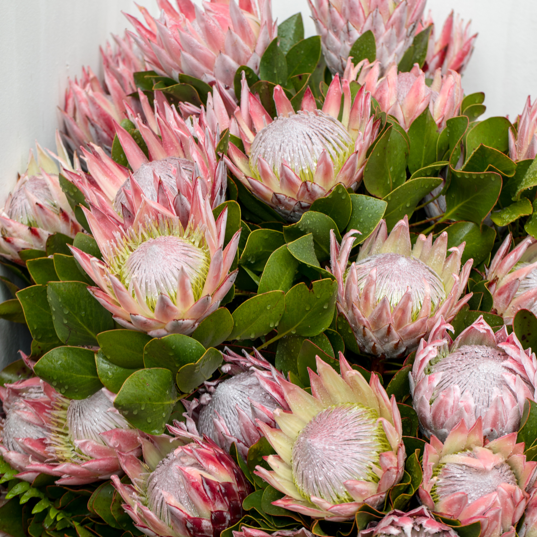 King Pink King Protea - Protea cynaroides King Pink