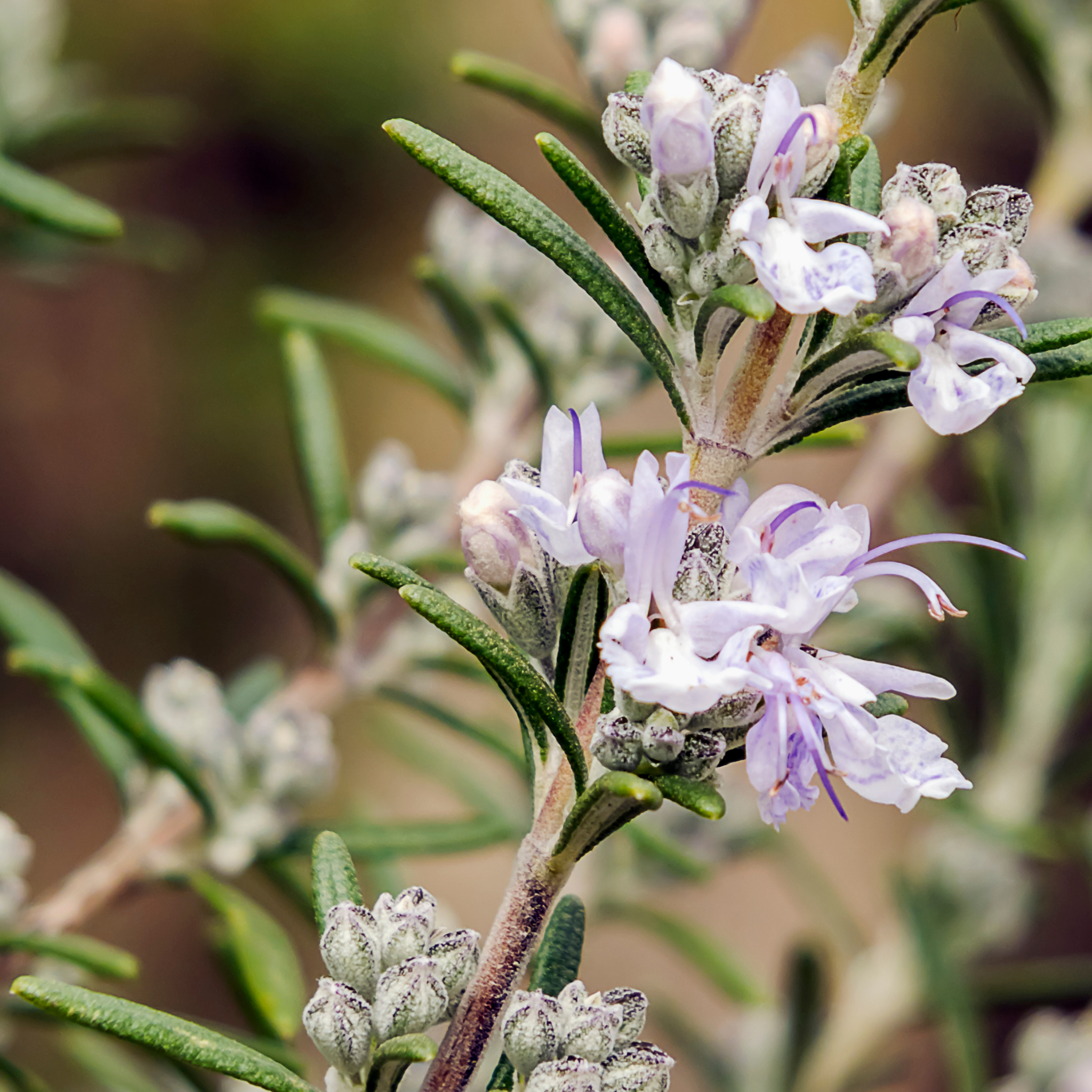 Rosemary Chefs Choice - Rosmarinus officinalis Chefs Choice
