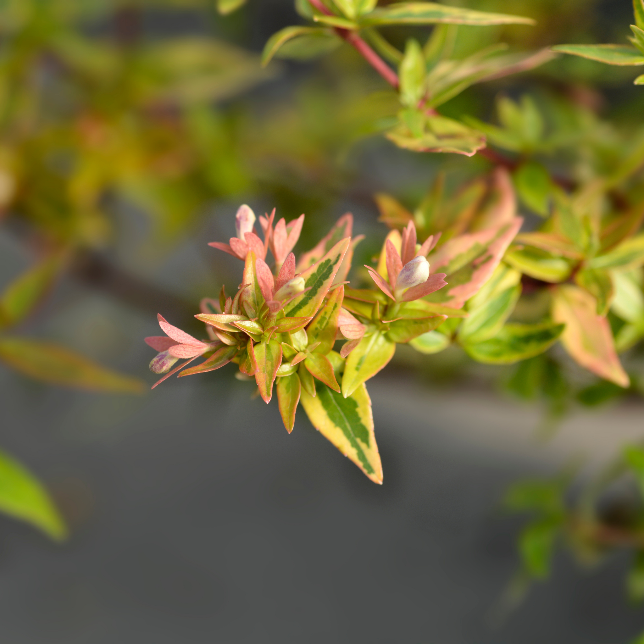 Glossy Abelia Lime Splice - Abelia grandiflora 'Lime Splice'