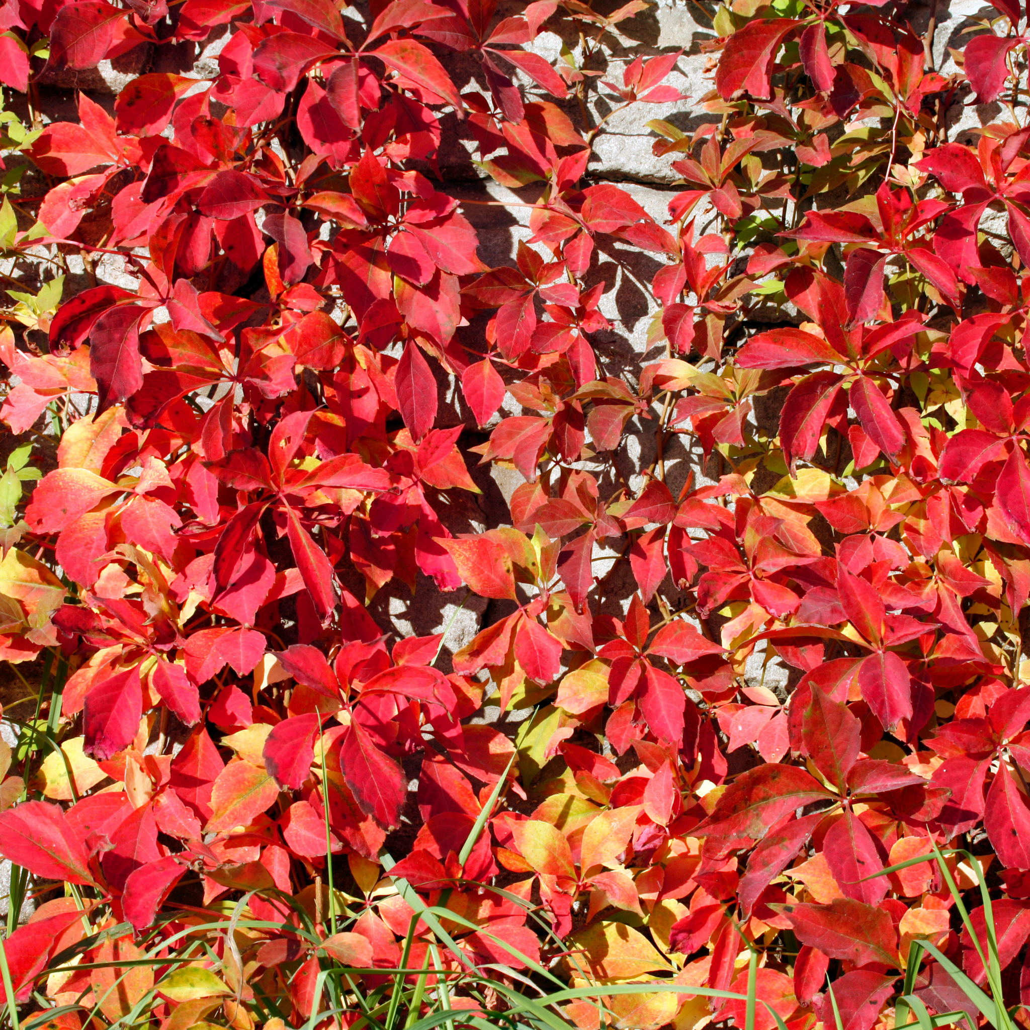 Virginia Creeper - Parthenocissus quinquefolia