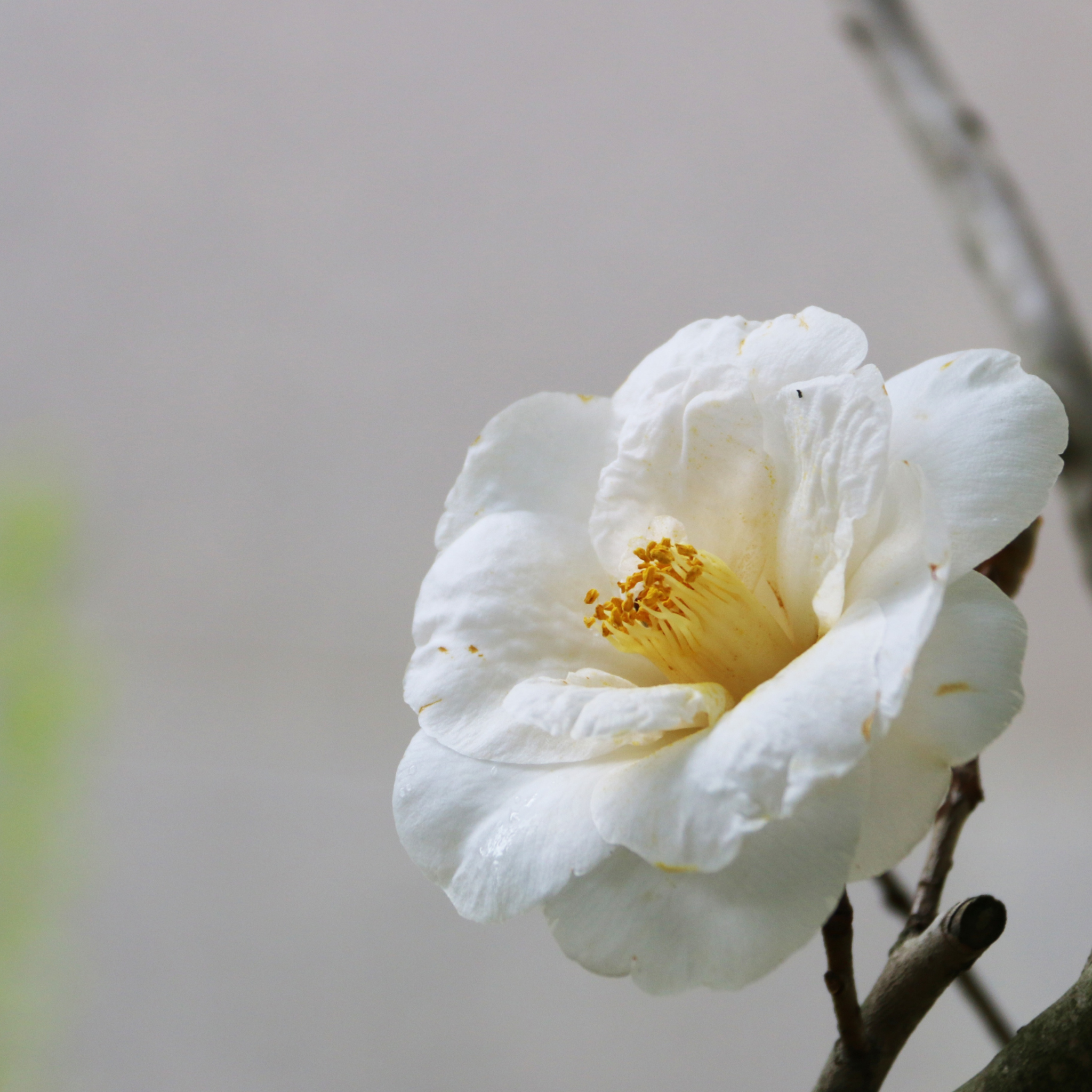 Camellia japonica Lovelight