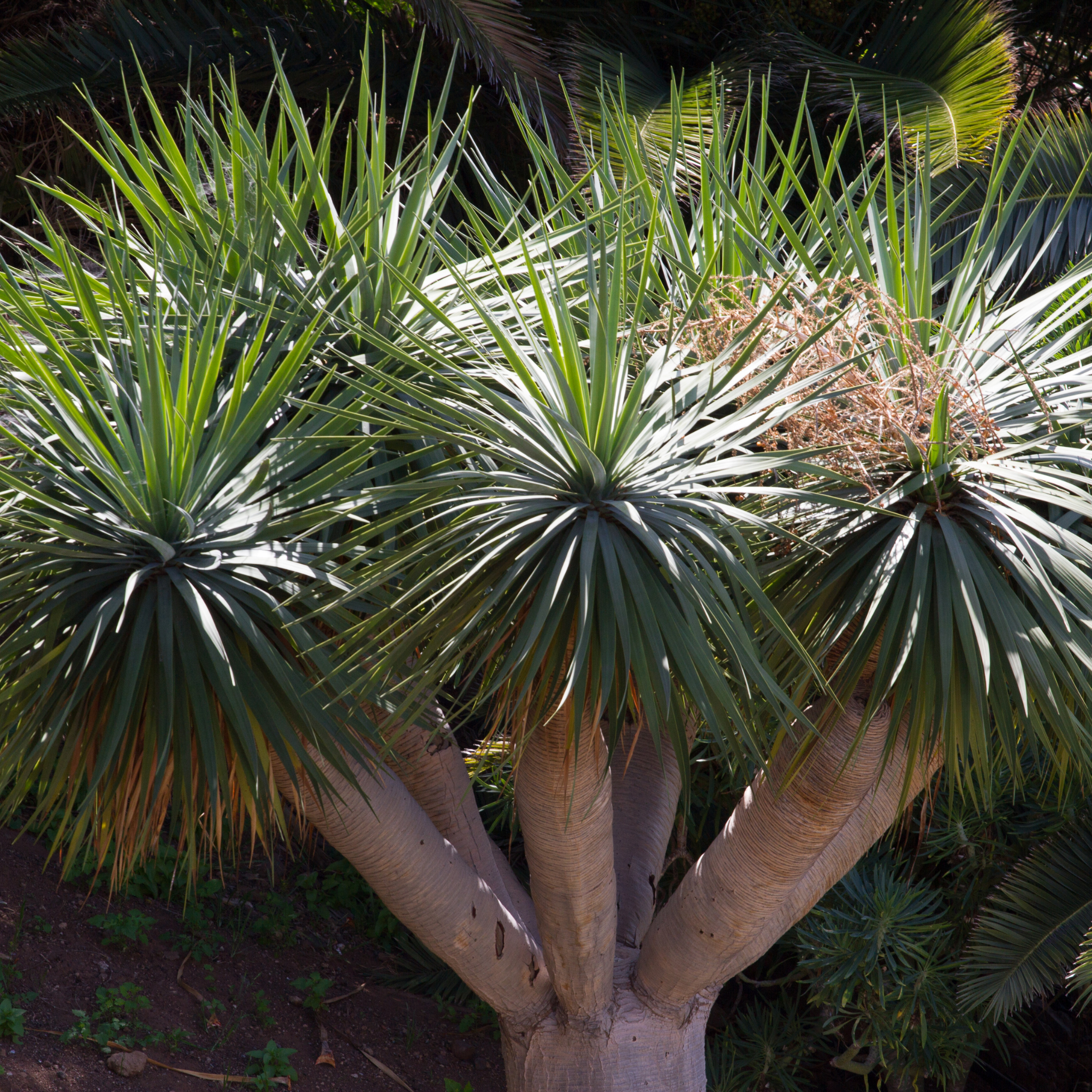 Canary Islands Dragon Tree - Dracaena draco