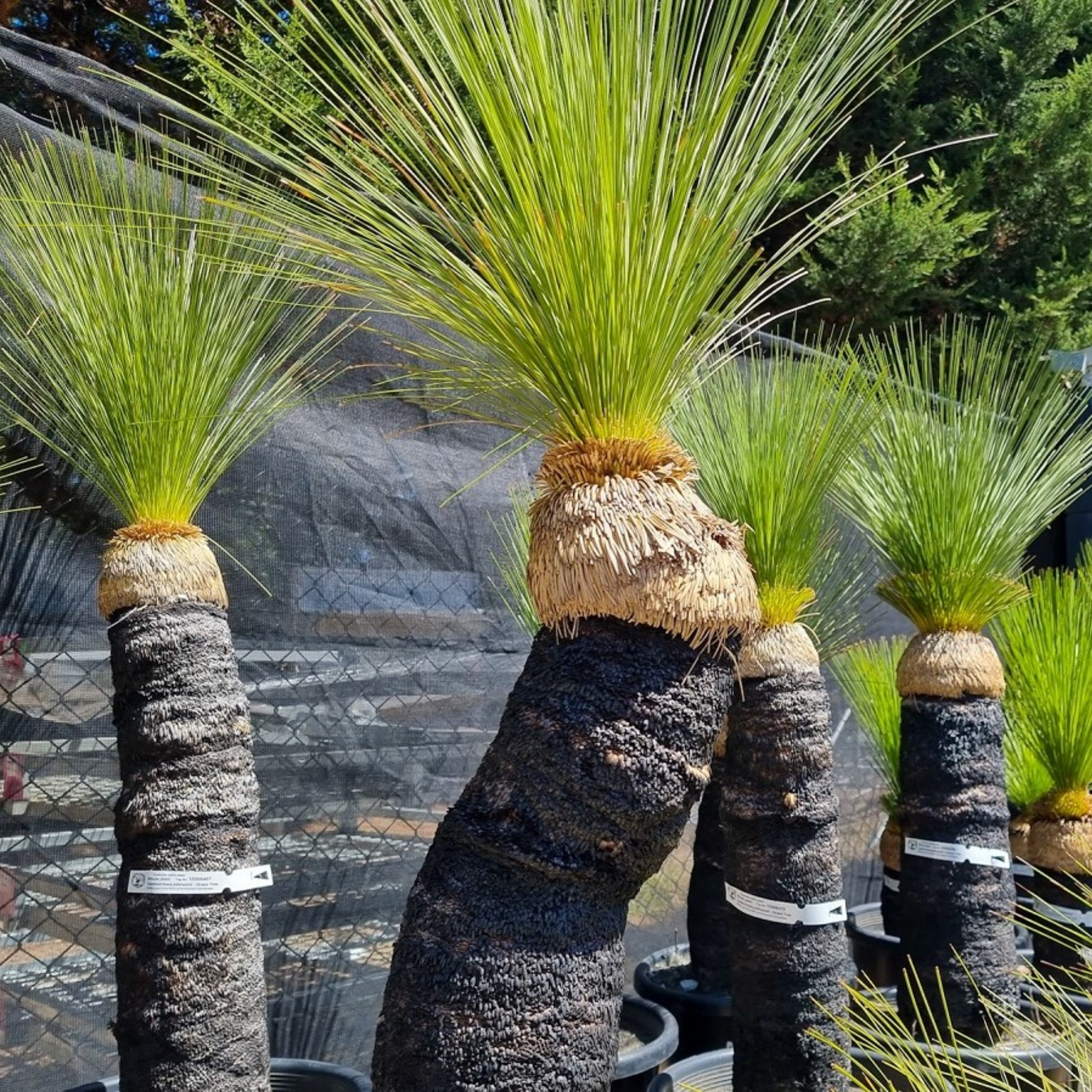 Johnson Grass Tree - Xanthorrhoea johnsonii