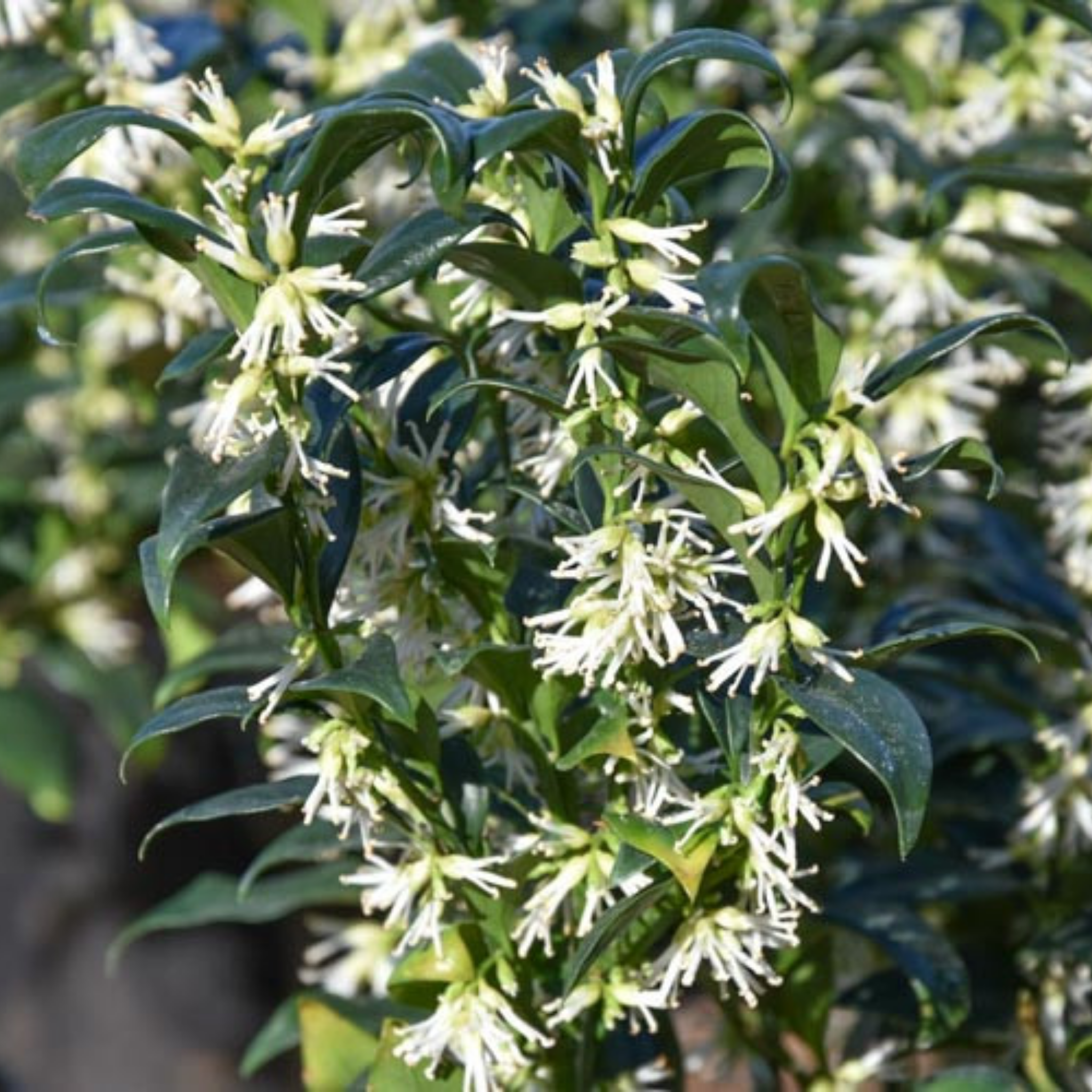Sweetbox - Sarcococca confusa