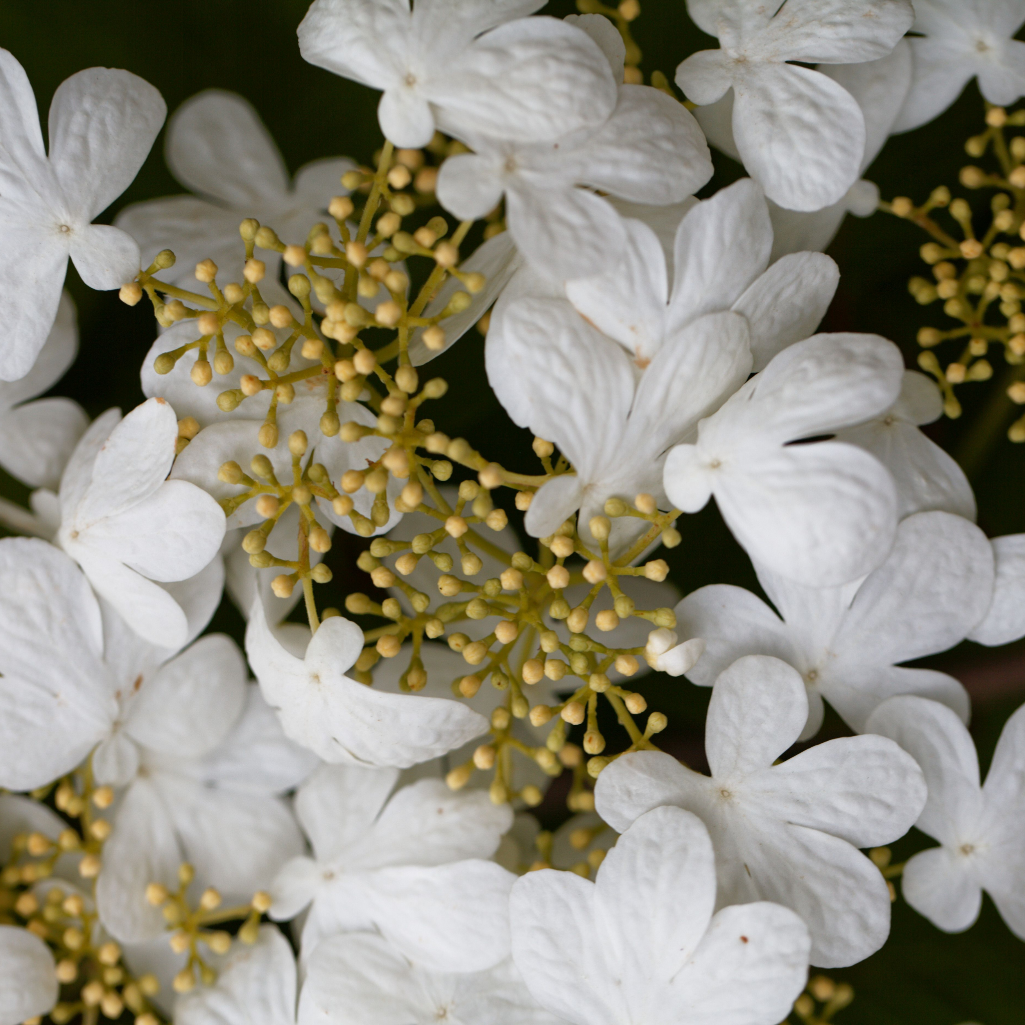Viburnum plicatum Japanese snowball - Viburnum plicatum tomentosum Mariesii