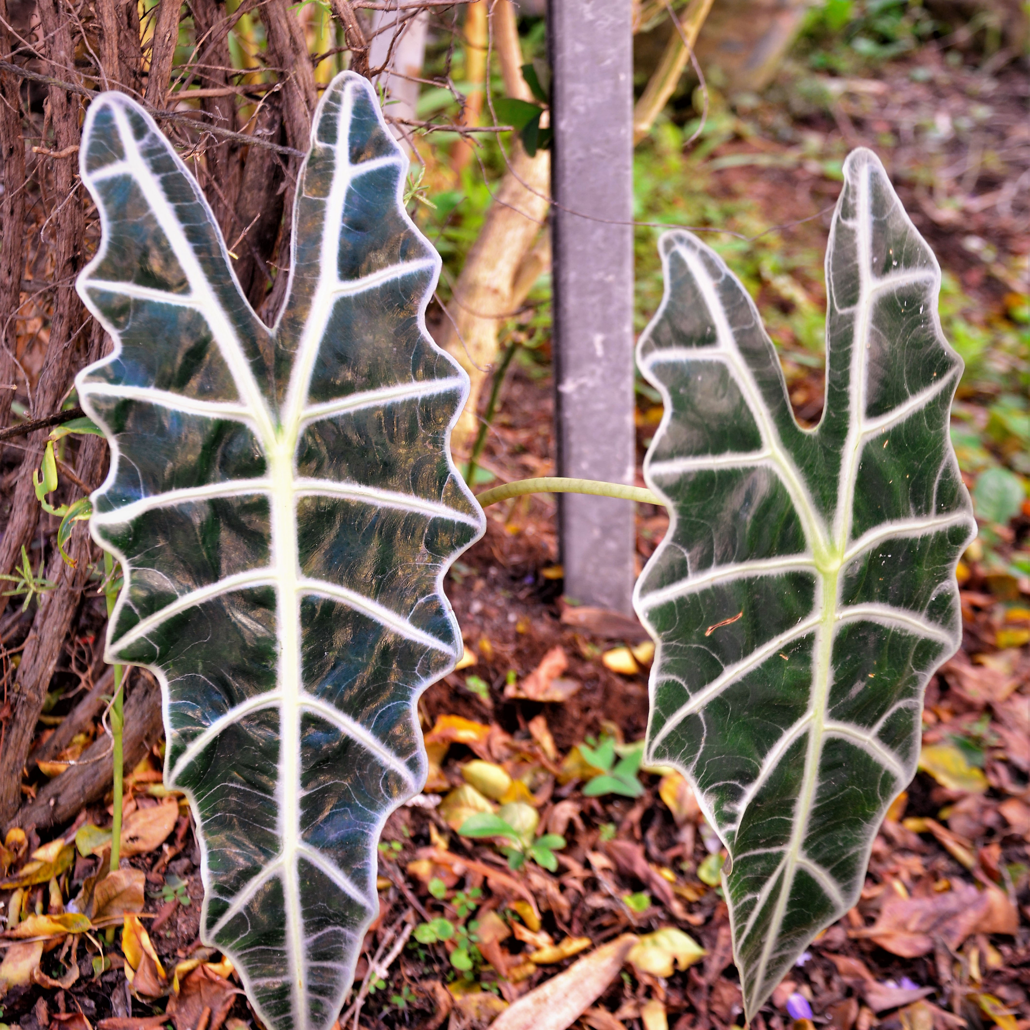 Elephants Ear - Alocasia amazonica