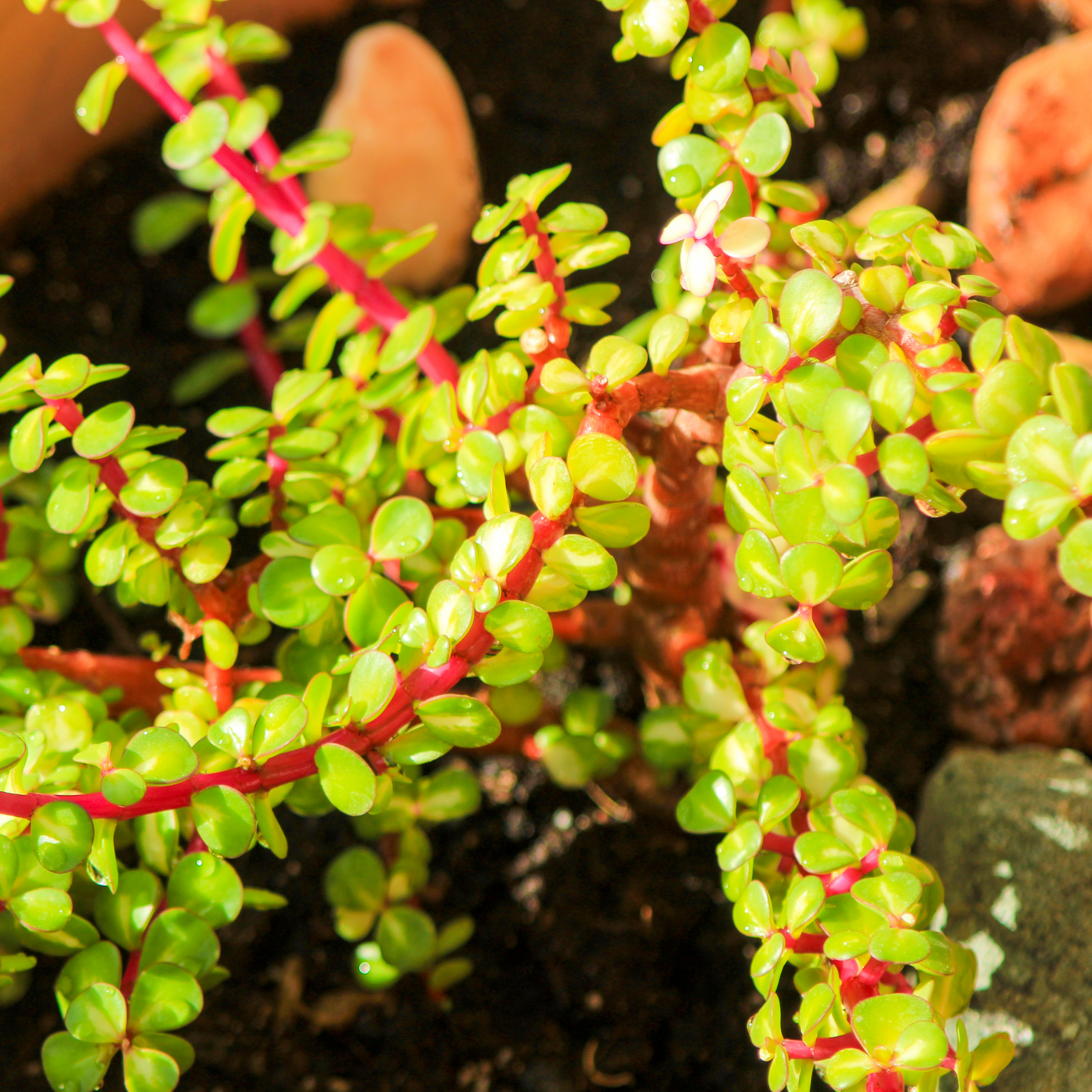 Close-up of a succulent plant with green leaves and red stems.