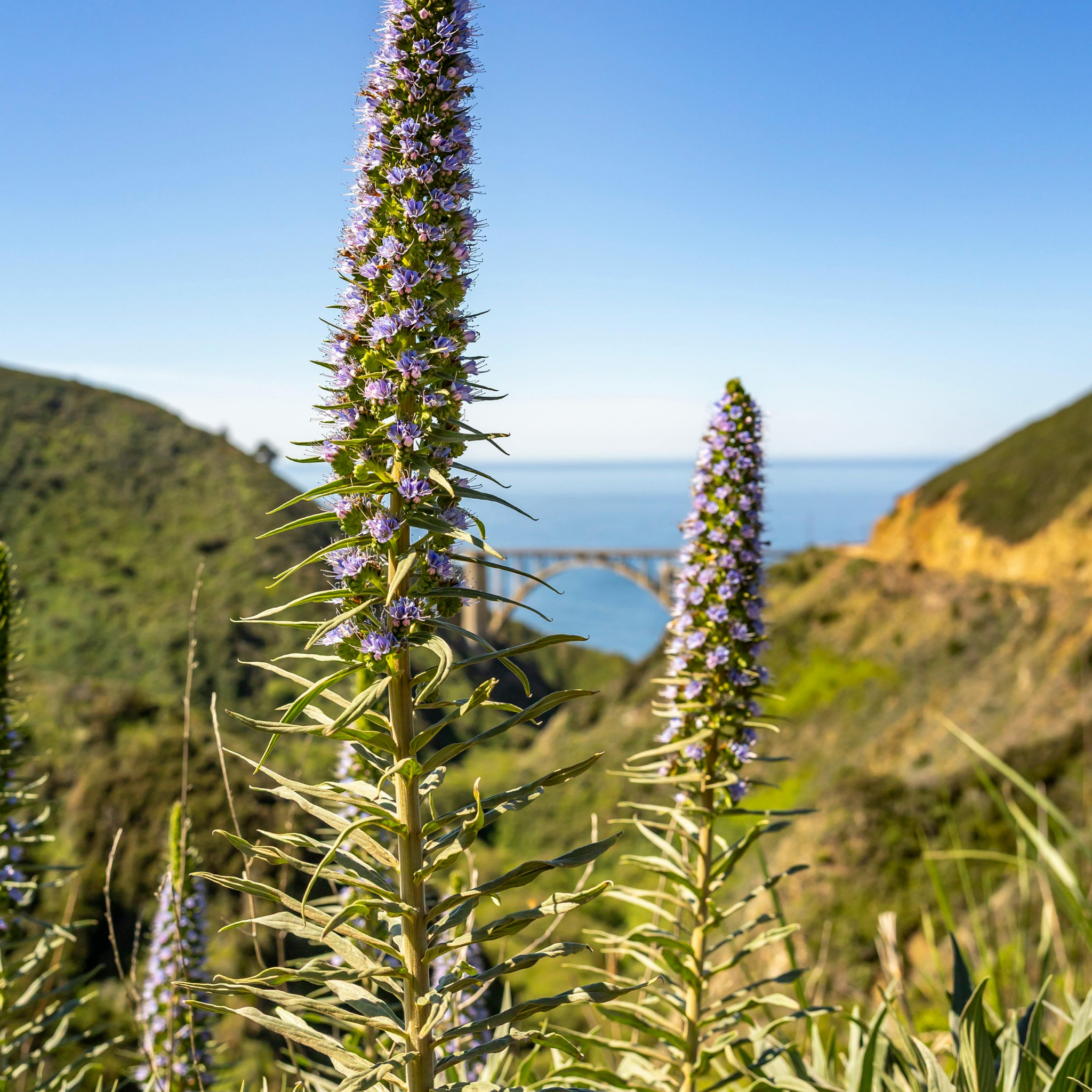 Pride of Madeira - Echium candicans