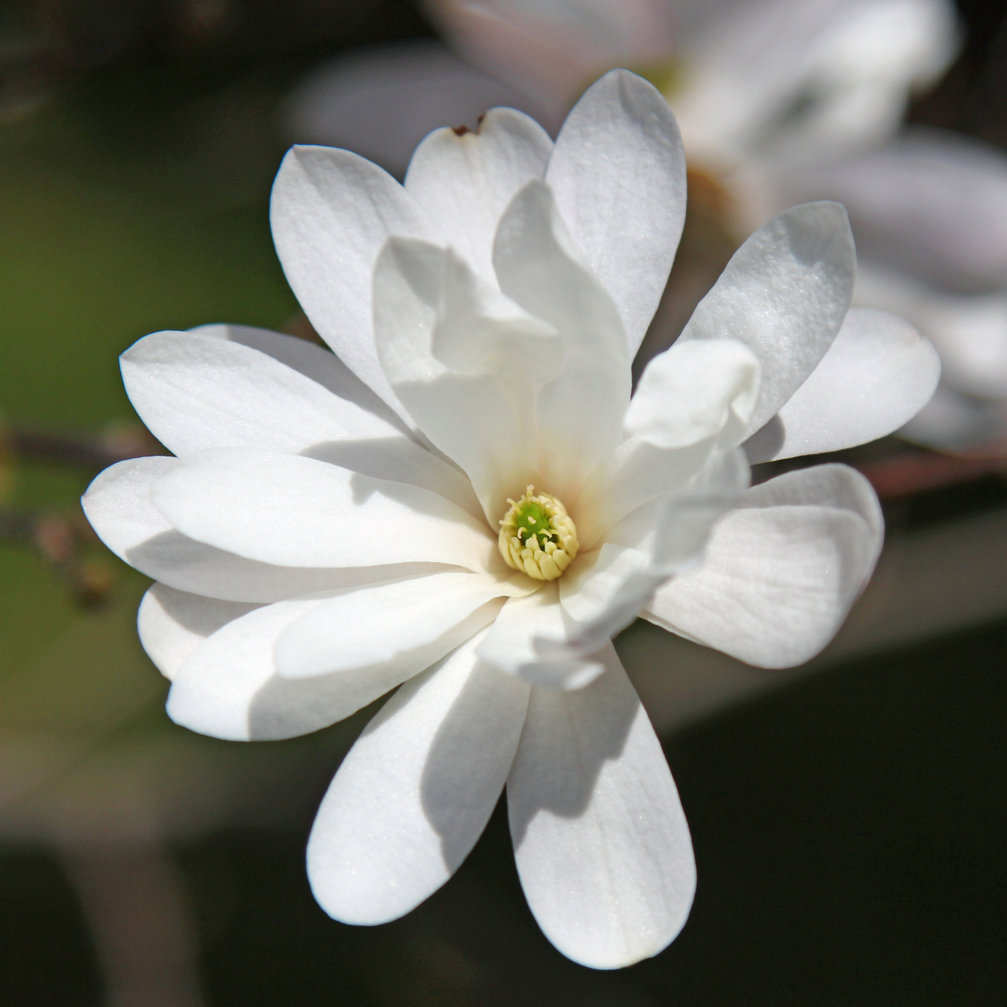 Fairy White Magnolia - Magnolia hybrida Fairy White