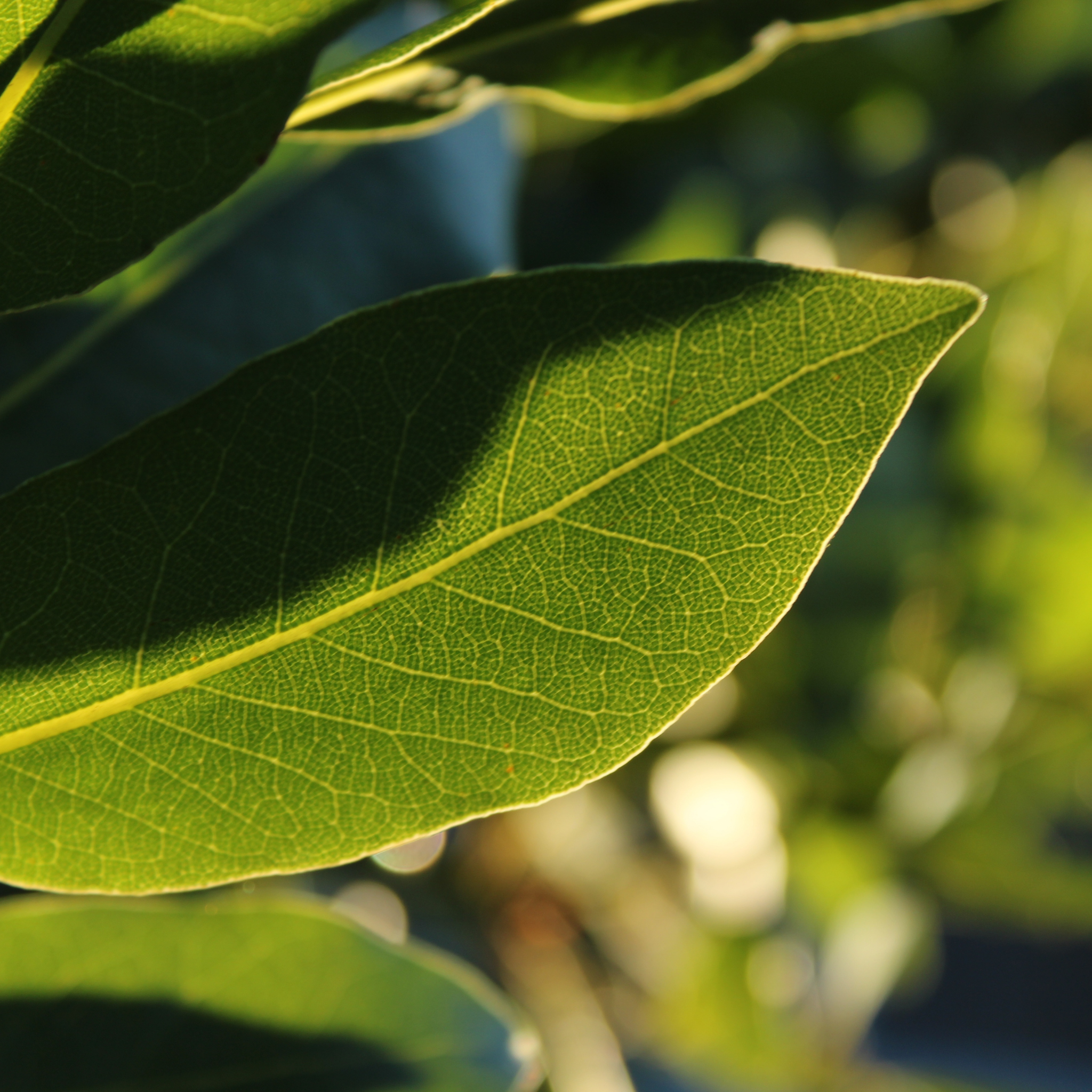 Dwarf Bay Laurel Tree - Laurus nobilis Baby Bay