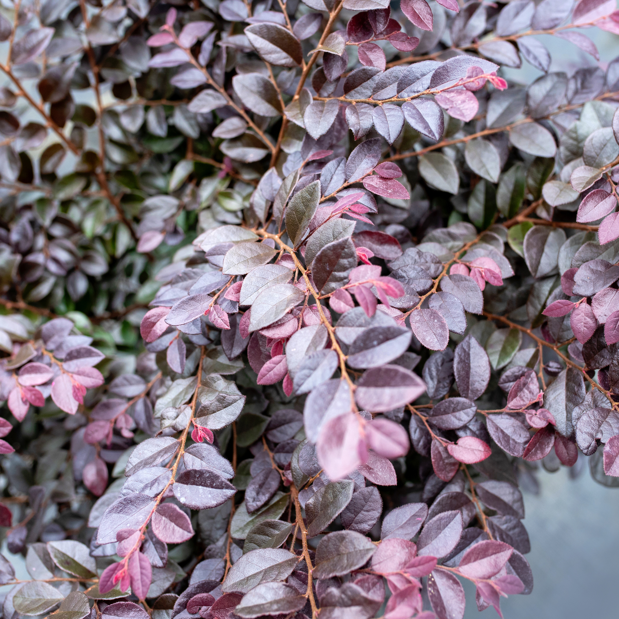 Chinese fringe flower - Loropetalum chinense Plum Gorgeous PBR