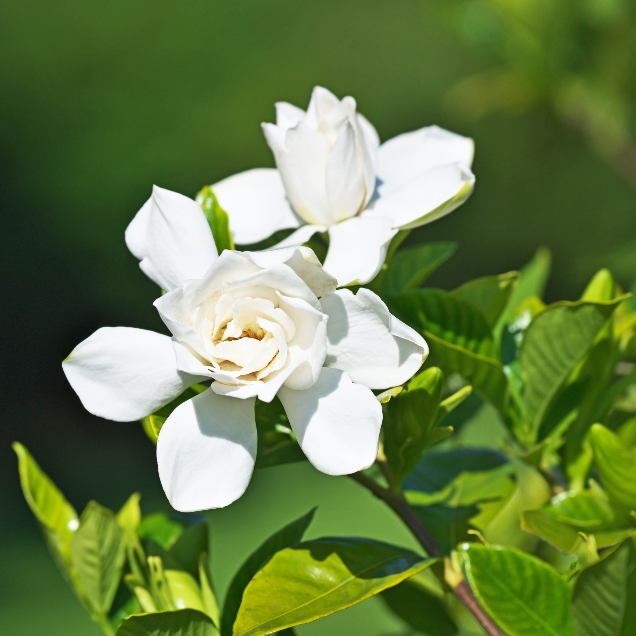 Fragrant Gardenia Florida - Gardenia augusta Florida