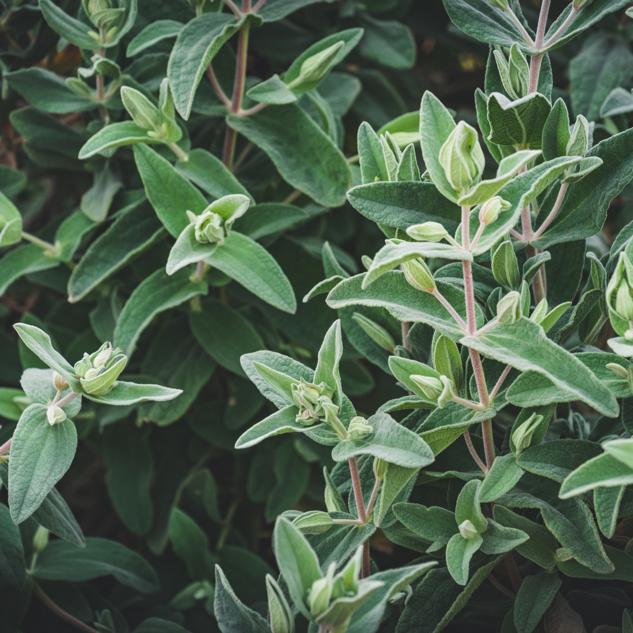 Sage Leaved Rockrose - Cistus salviifolius