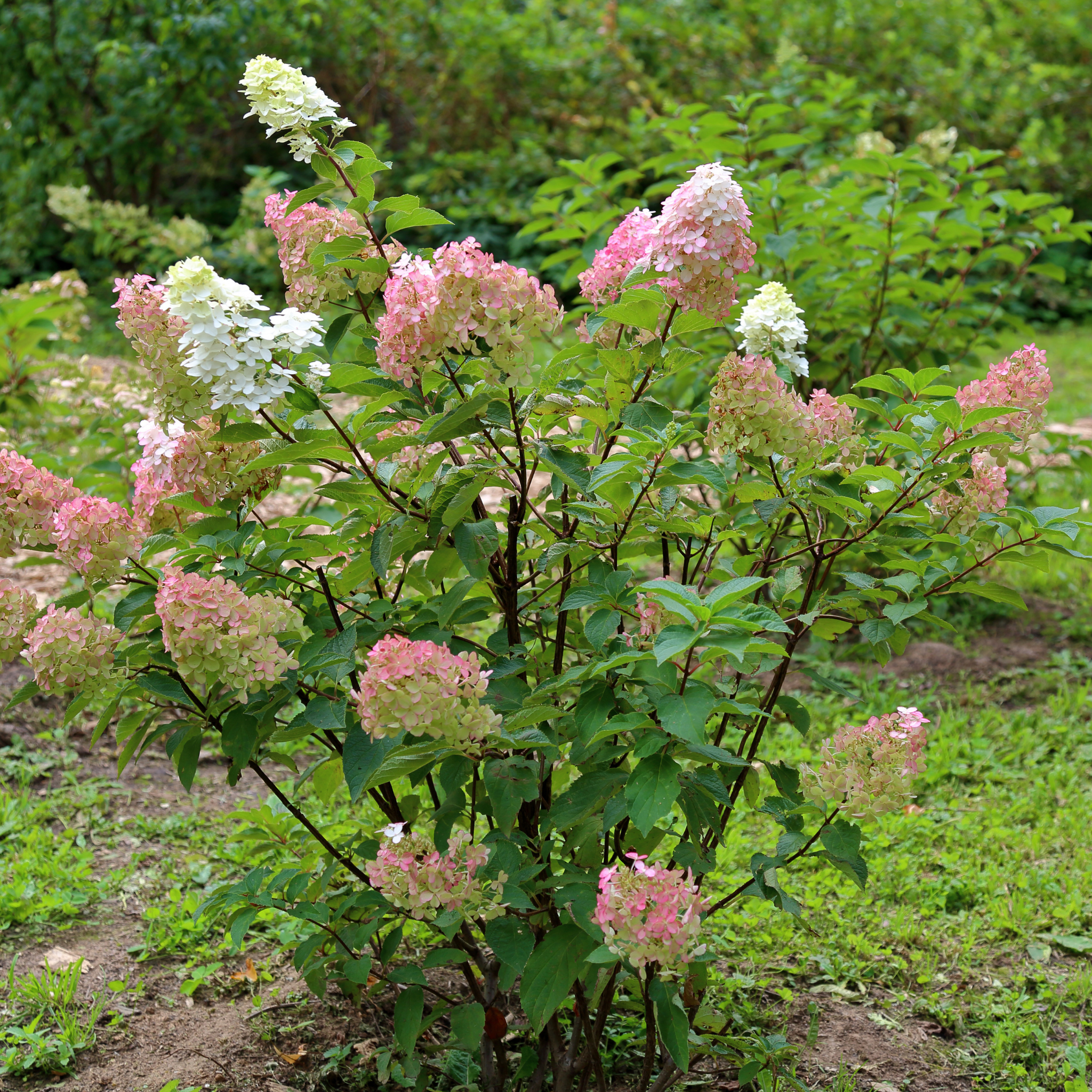 Panicled Hydrangea Candlelight PBR - Hydrangea paniculata Candlelight PBR