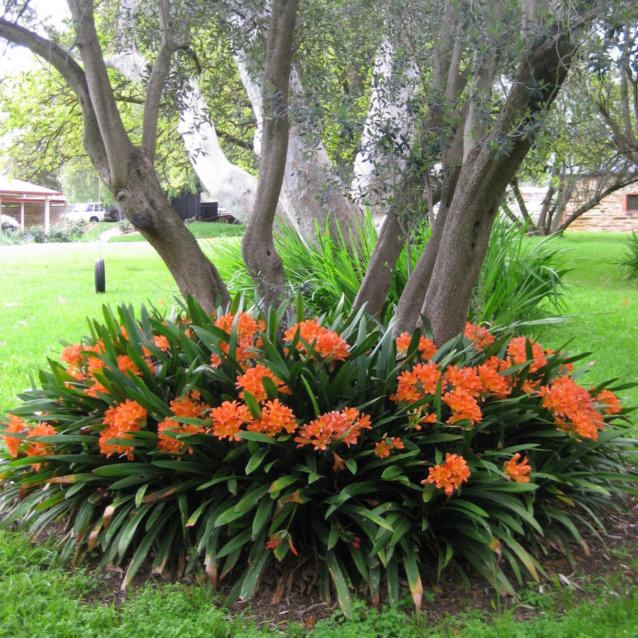 Bush of orange flowers with green leaves in a garden setting