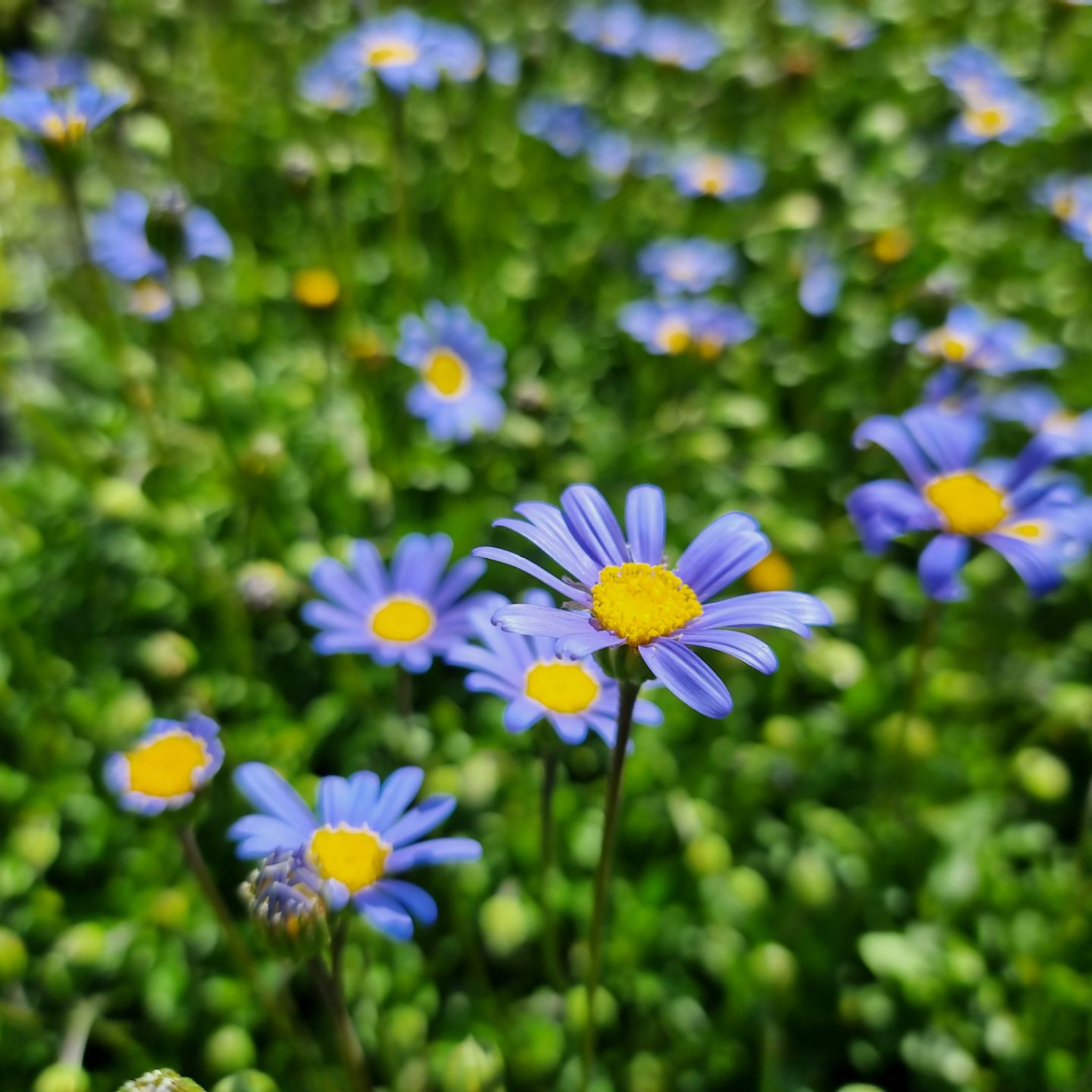 Blue Marguerite - Felicia amelloides