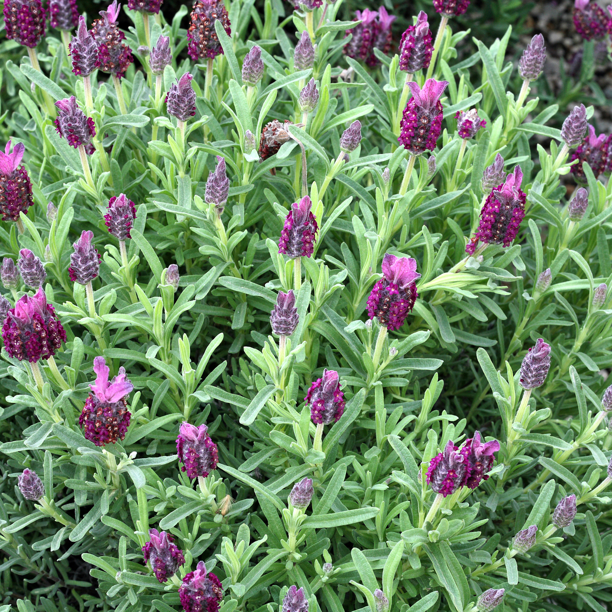 French Lavender - Lavandula pedunculata The Princess PBR