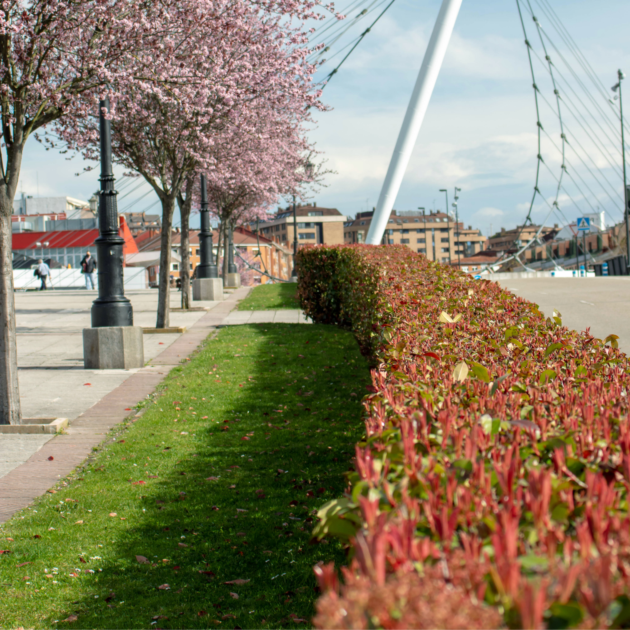 Paved sidewalk with cherry blossom trees and a modern bridge in the background