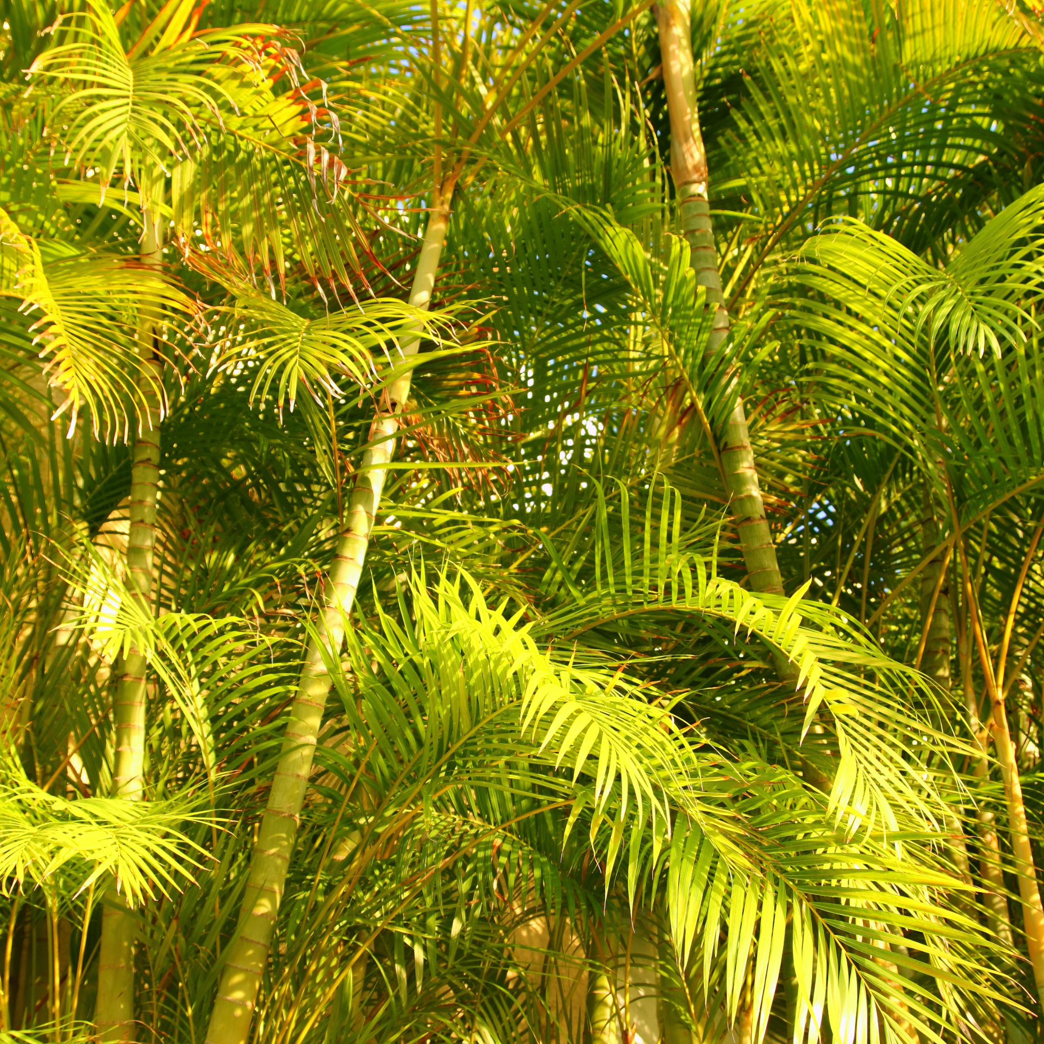 Areca Golden Cane Palm - Dypsis lutescens