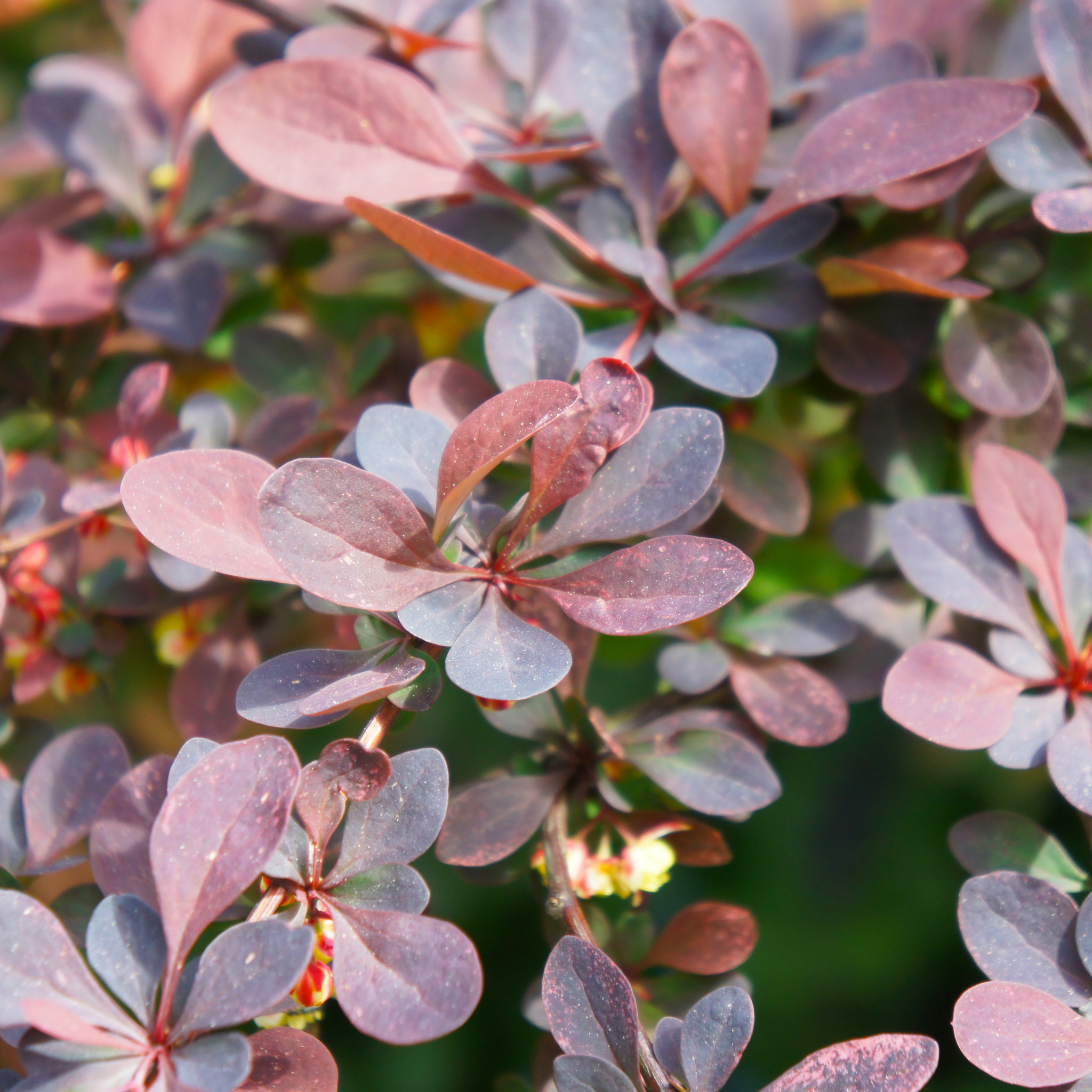 Purple Japanese Barberry - Berberis thunbergii atropurpurea