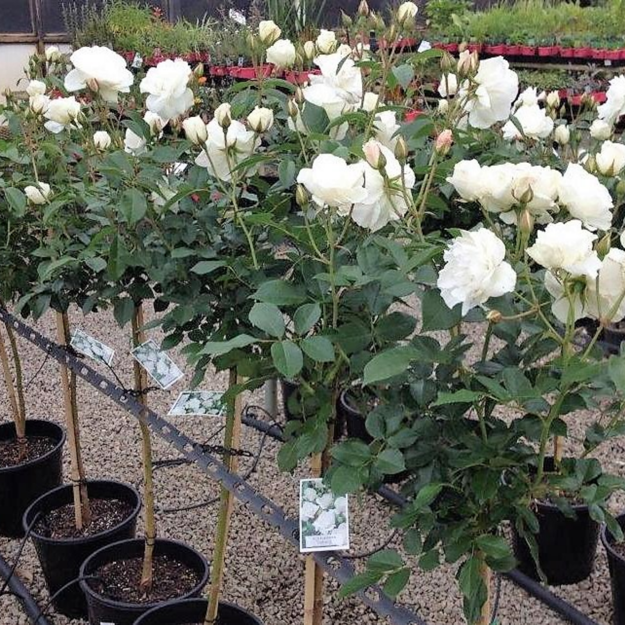 Iceberg Floribunda Rose - Rosa Iceberg