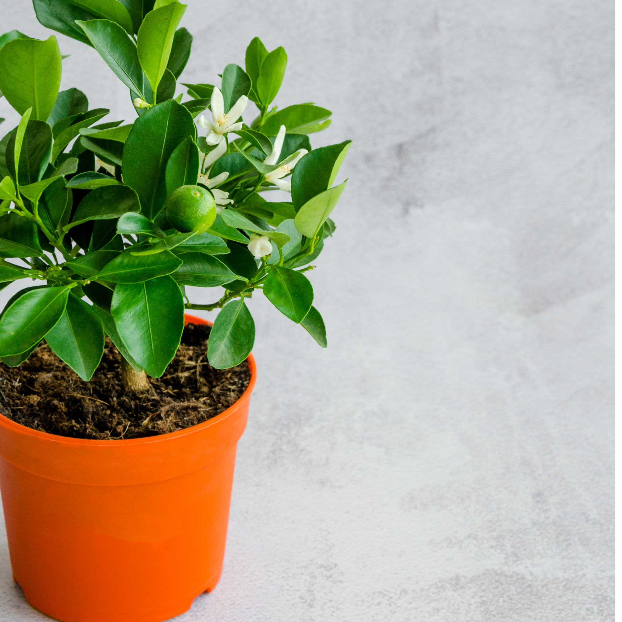 Dwarf Orange Tree (Washington Navel) - Citrus sinensis Washington Navel Dwarf