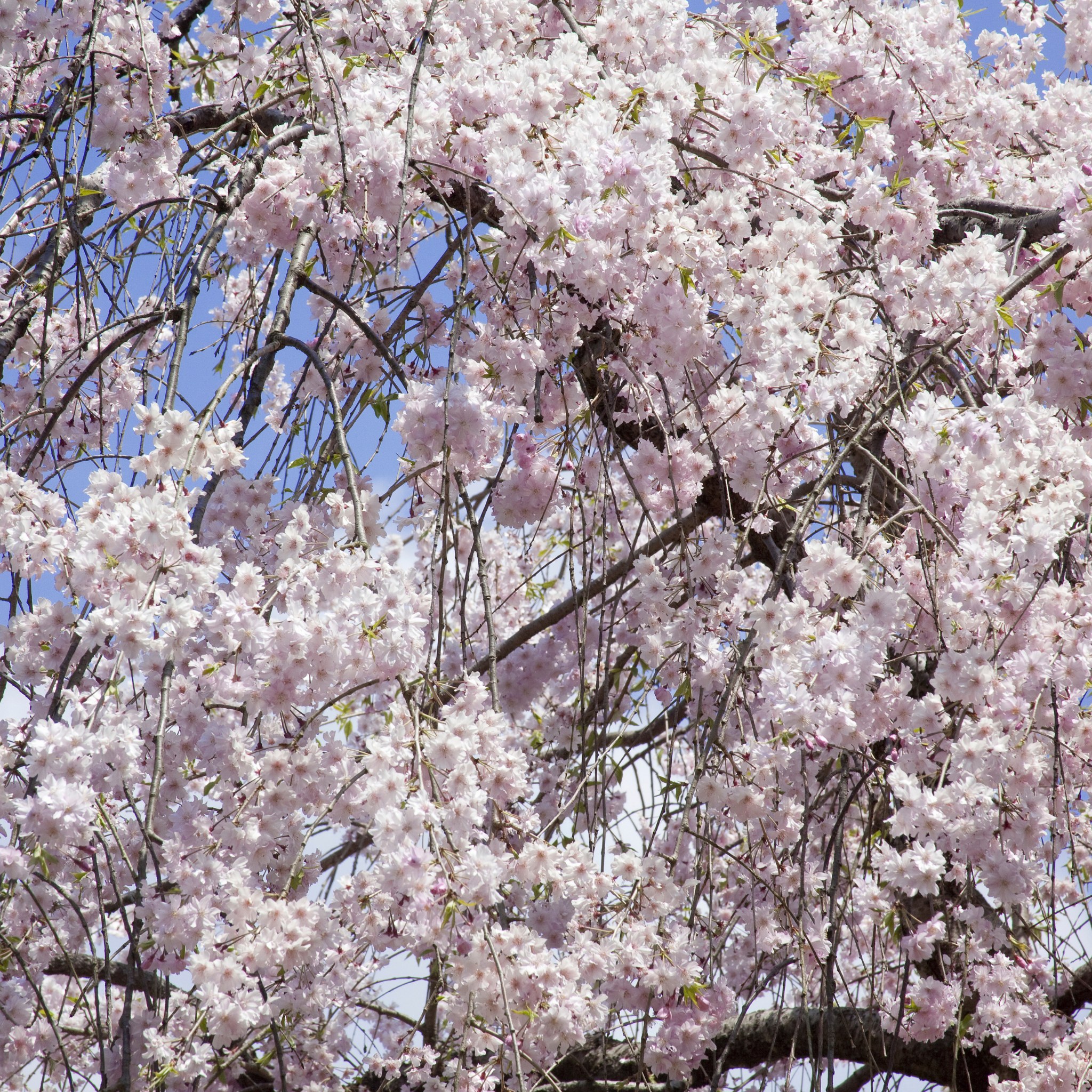 Weeping Japanese Flowering Cherry - Prunus serrulata 'Mt Fuji'