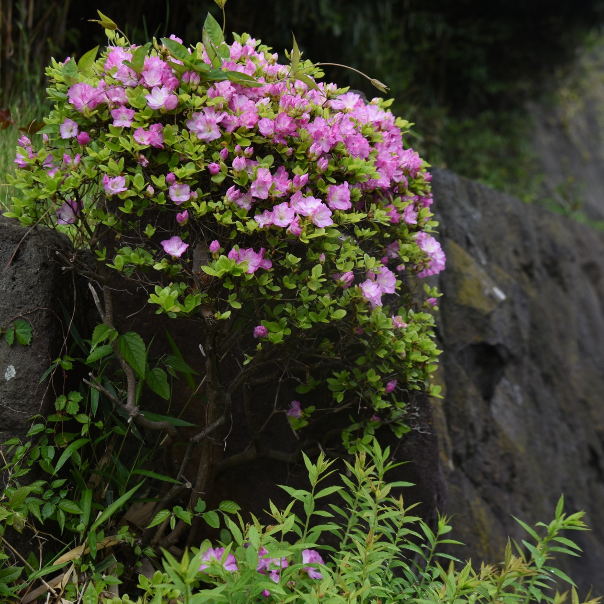 Pink flowering plant growing on a rocky surface with green foliage.
