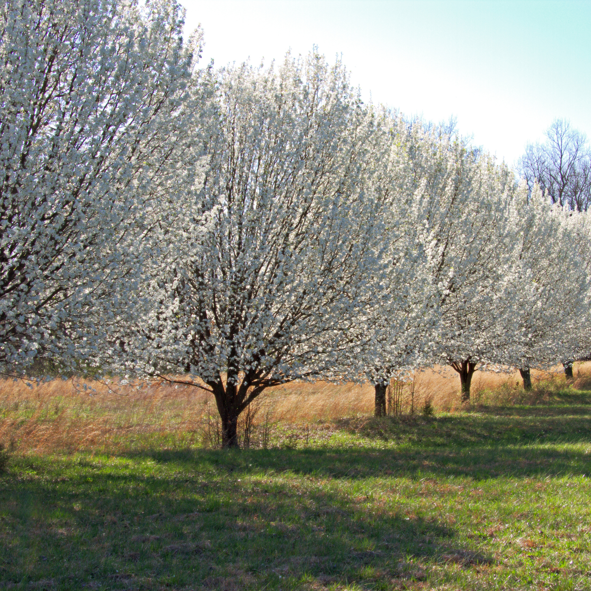 Ornamental Callery Pear Bradford - Pyrus calleryana Bradford