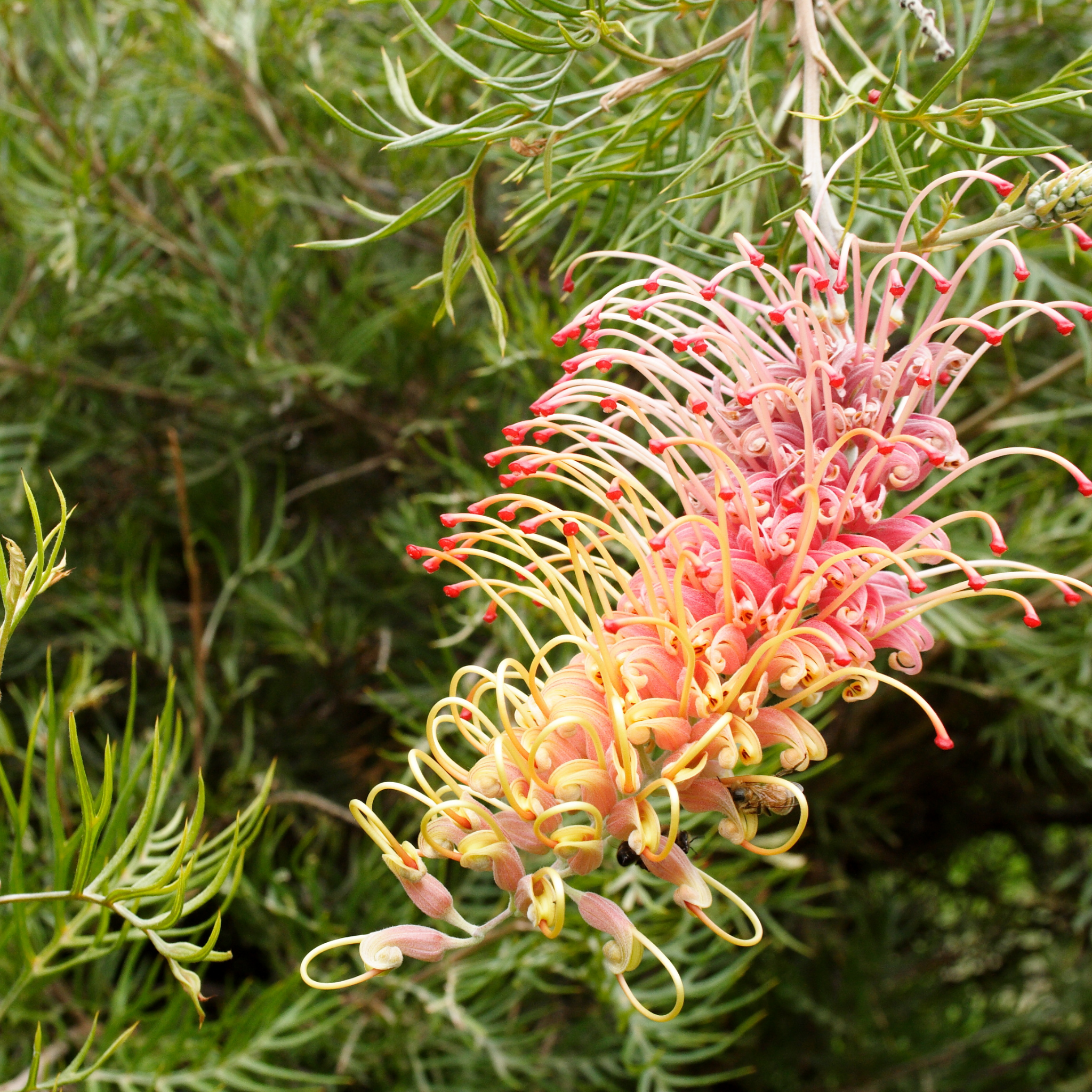 Grevillea hybrida Peaches and Cream