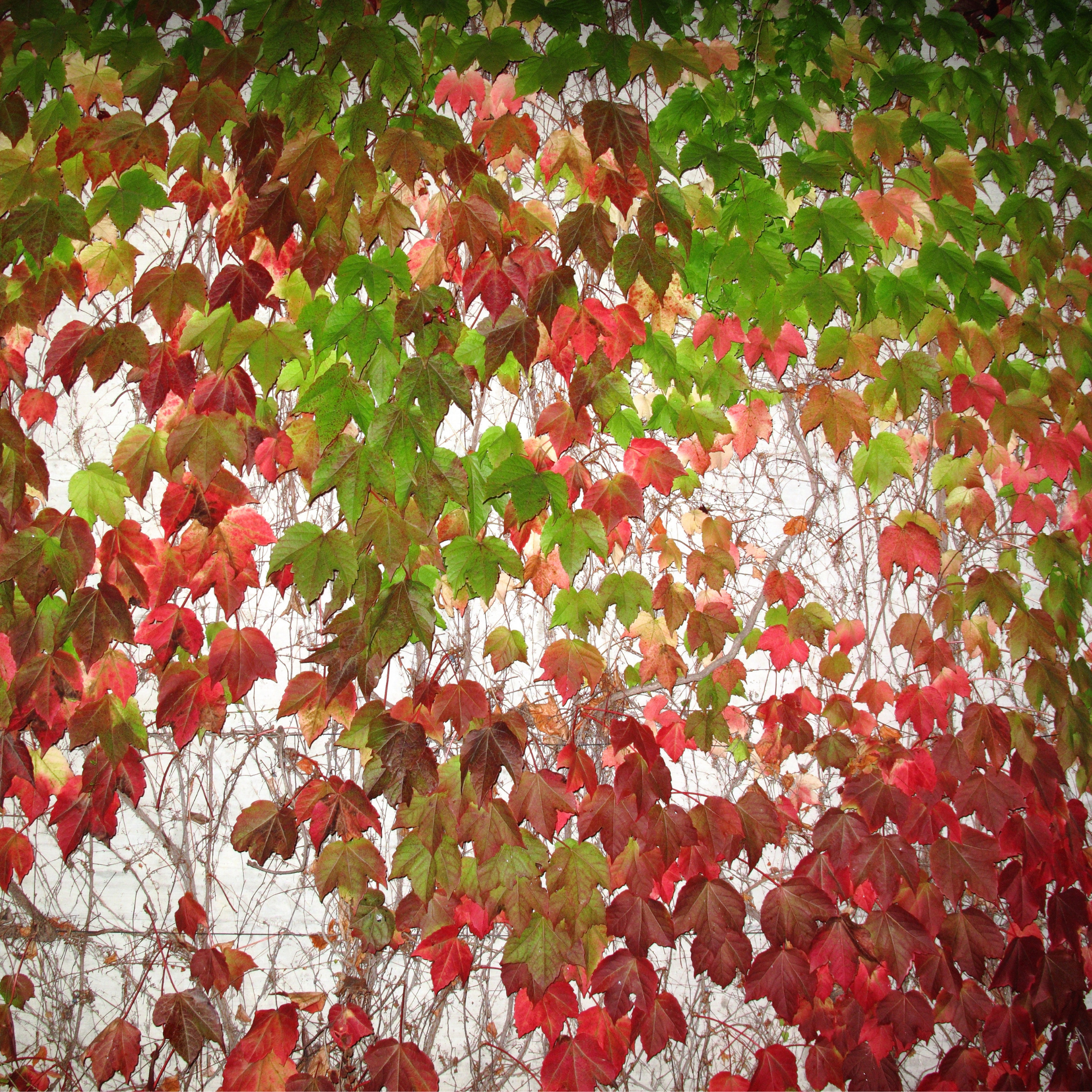 Boston Ivy - Parthenocissus tricuspidata