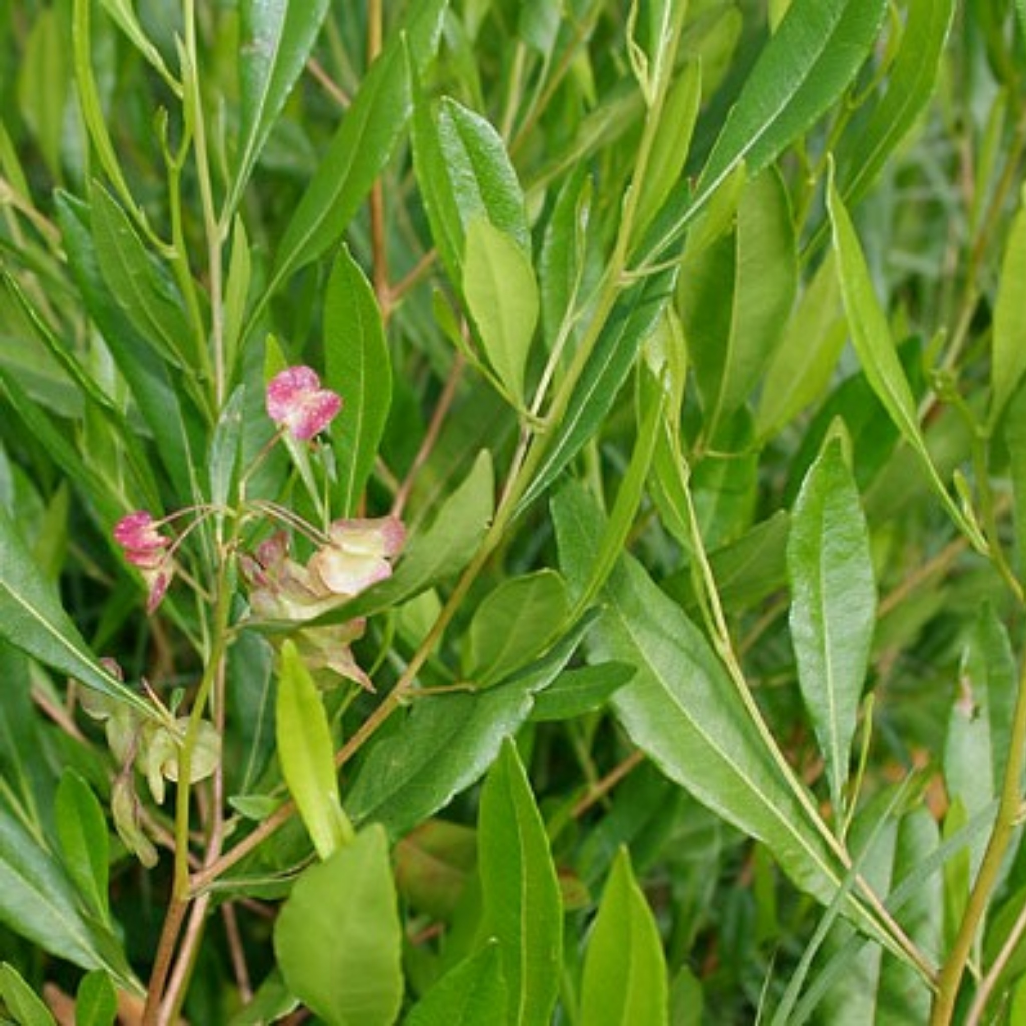 Sticky Hop Bush - Dodonaea viscosa