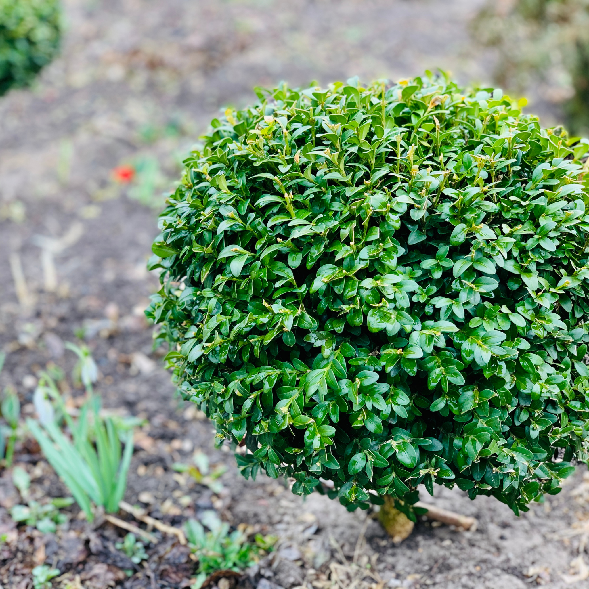 Compact green shrub in a garden setting with blurred background