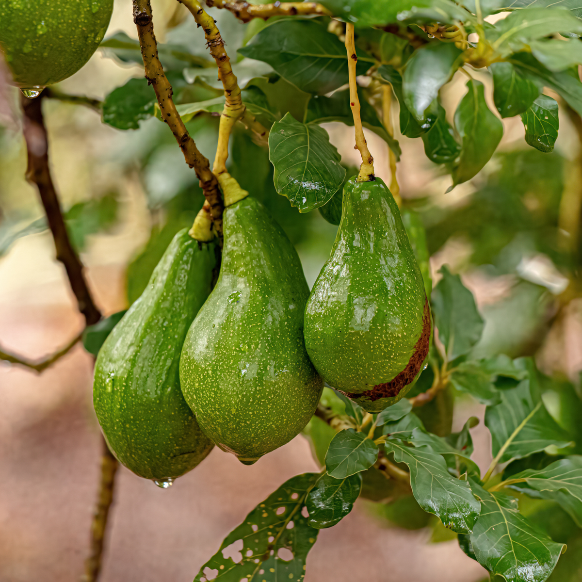 American Jala Persea americana 'Jala' — Giant Jala Avocado Tree | Plant Nest